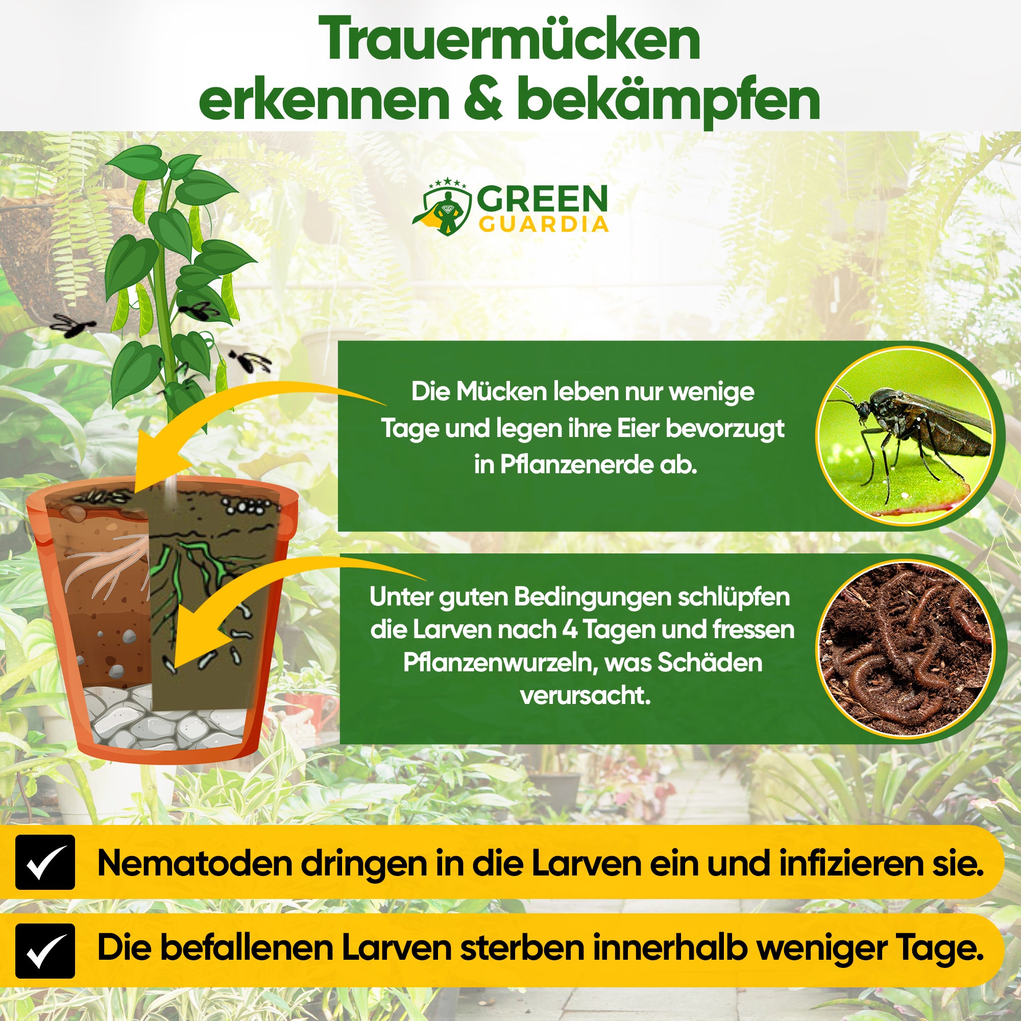 SF-nematoden tegen rouwmuggen, fruitmotten en mieren