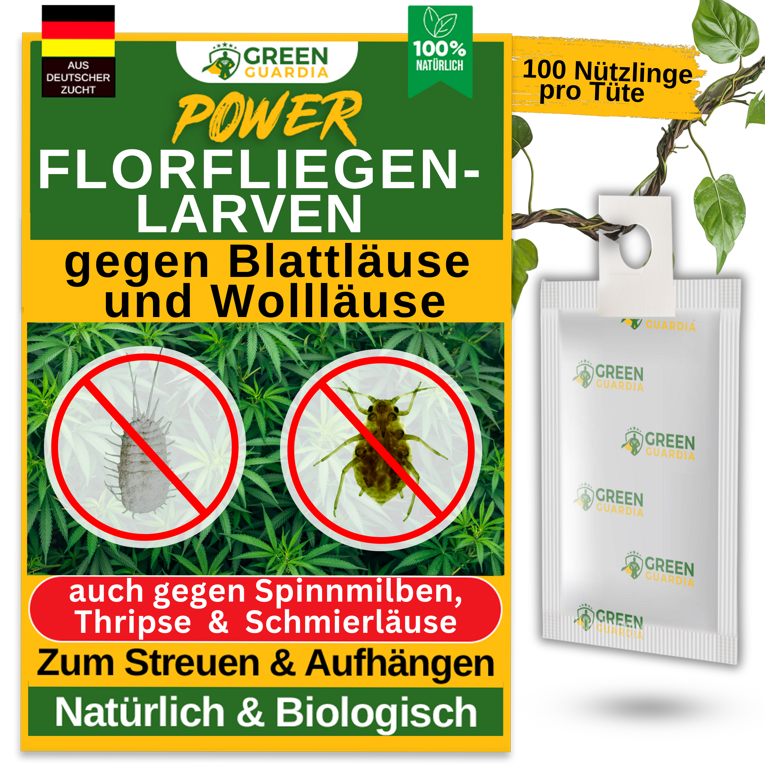 Œufs de larves de chrysopes contre les pucerons, les cochenilles à suspendre ou à disperser 