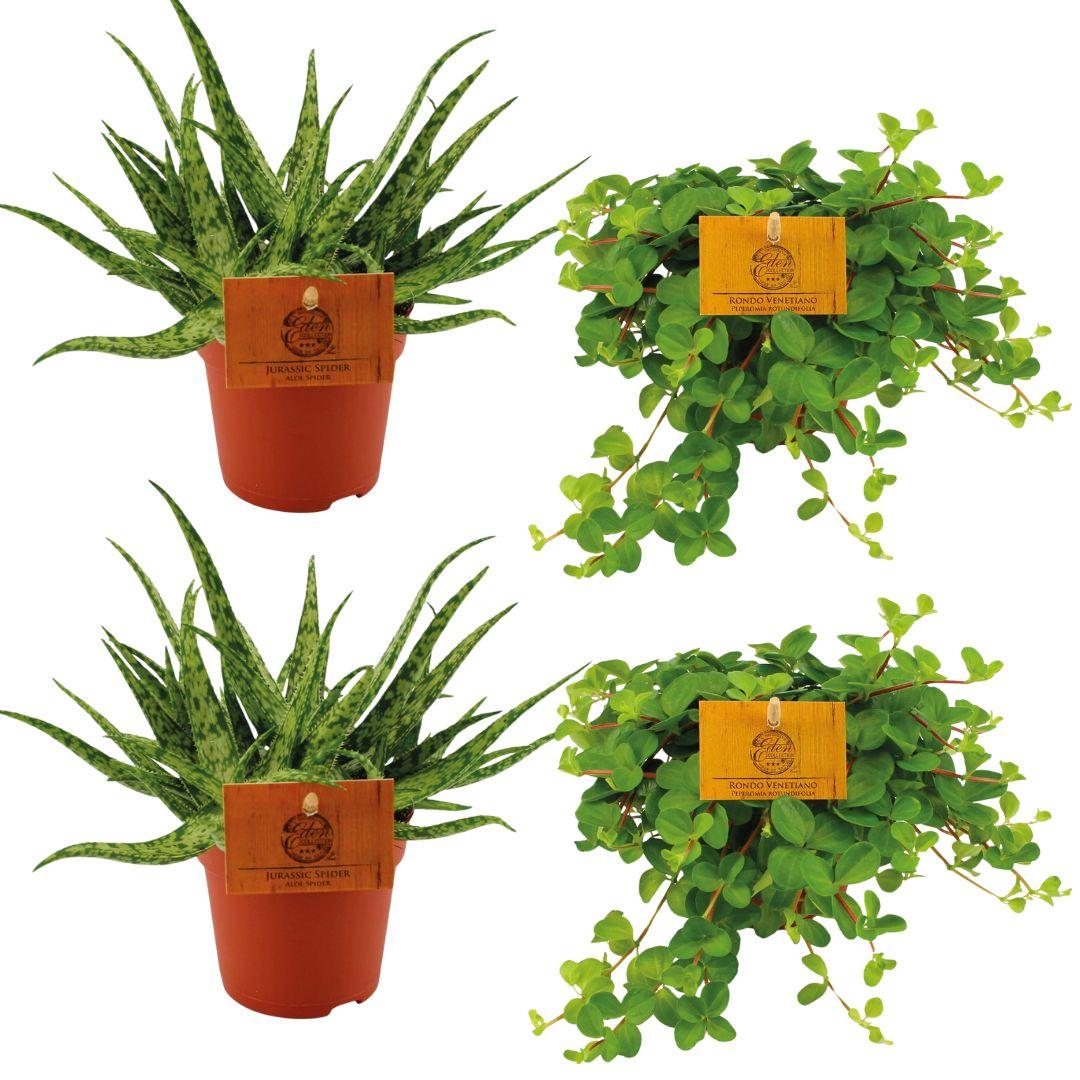 2x Aloe ‘Spider’ & 2x Peperomia rotundifolia – 4 Pflanzen – 10,5 cm Topf, 10 cm hoch - Green Guardia - Ihr Experte für Schädlinge und Pflanzen