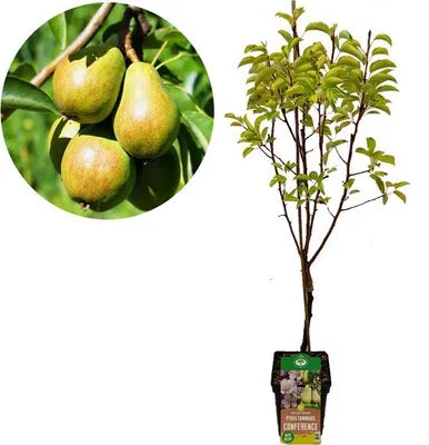 Birnbaum ‘Conference’ – gelbfruchtige Sorte, 21 cm Topf, 90 cm Höhe