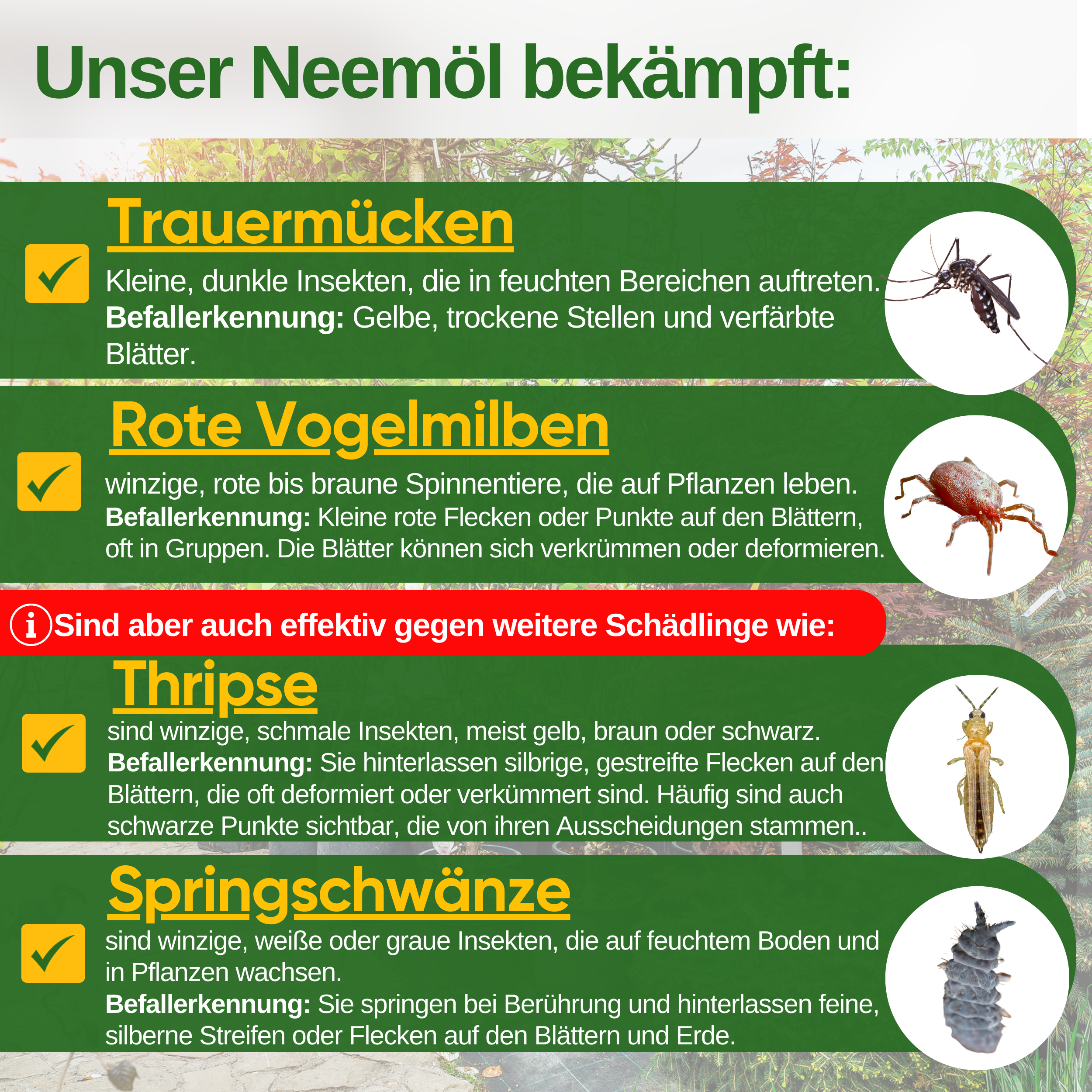Power Neem oil against fungus gnats 