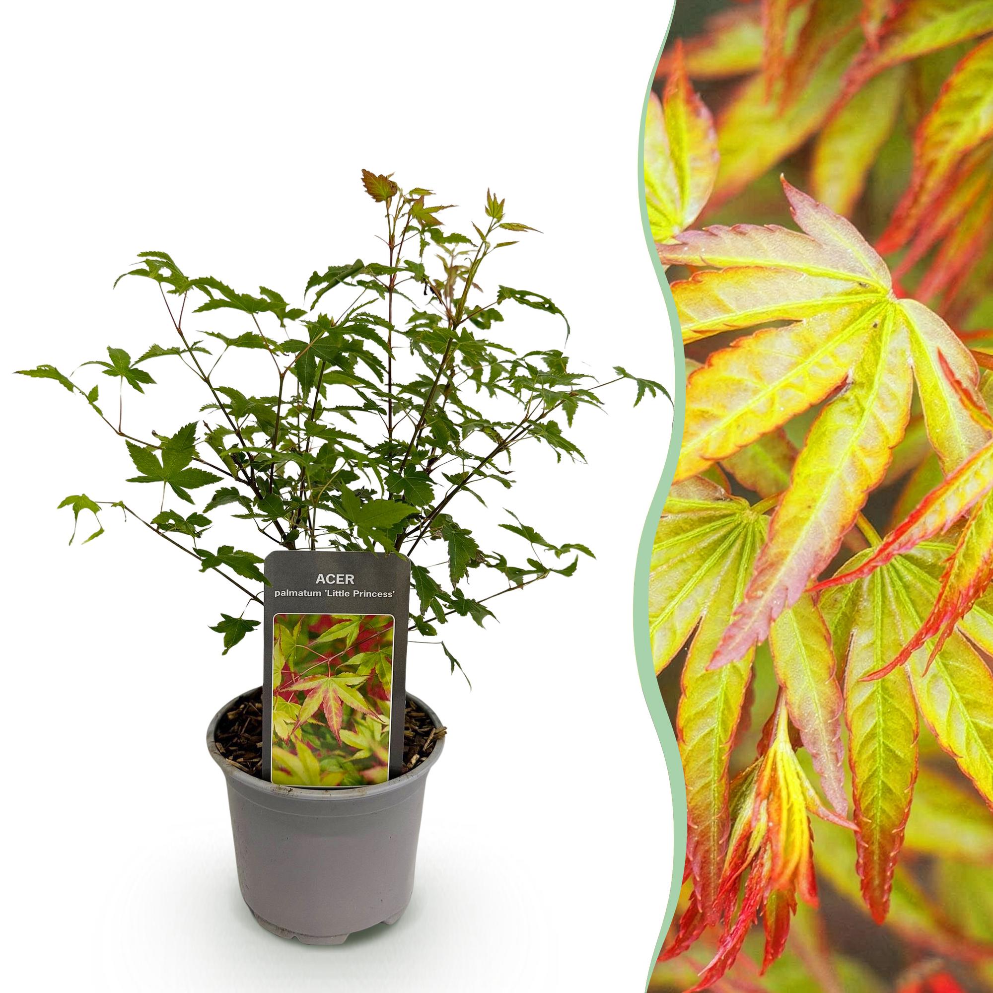 Acer palmatum ‘Little Princess’ – laubabwerfend & pflegeleicht – grün – 12 cm Topf, ca. 35 cm hoch - Green Guardia - Ihr Experte für Schädlinge und Pflanzen