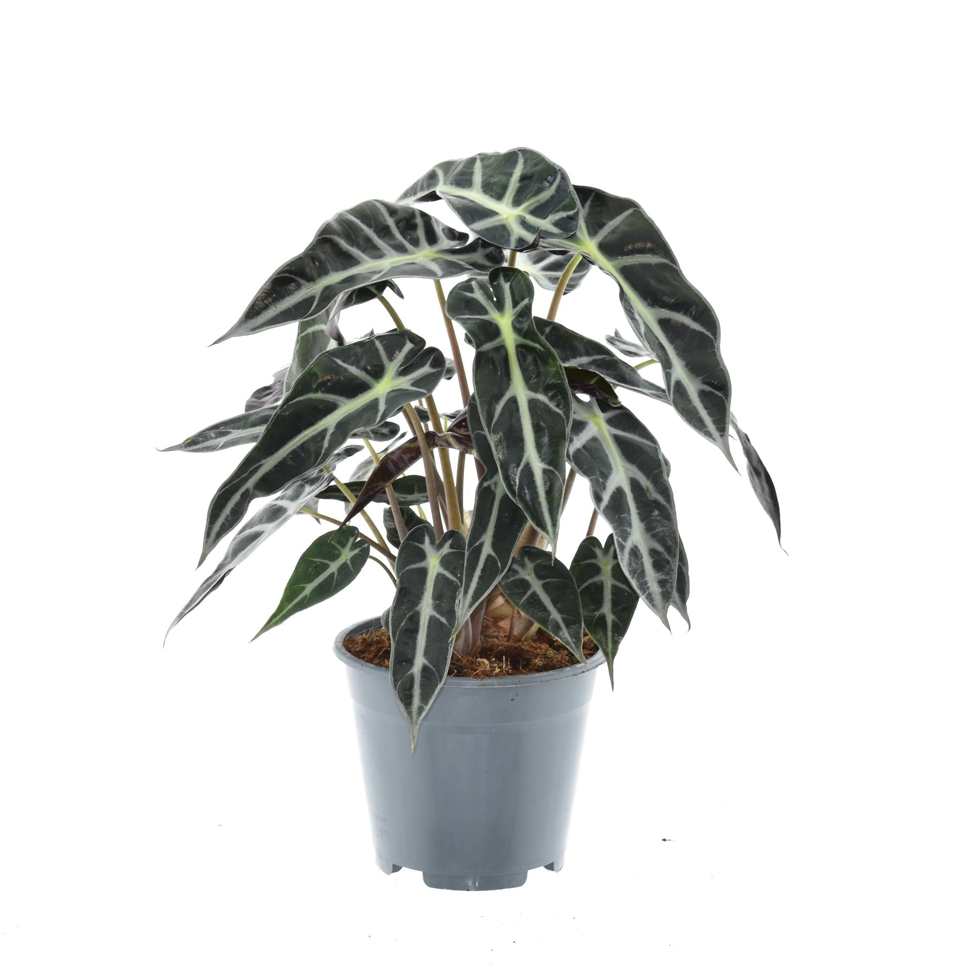 Alocasia ‘Bambino Arrow’ – Elefantenohr – 14 cm Topf, 40 cm hoch - Green Guardia - Ihr Experte für Schädlinge und Pflanzen