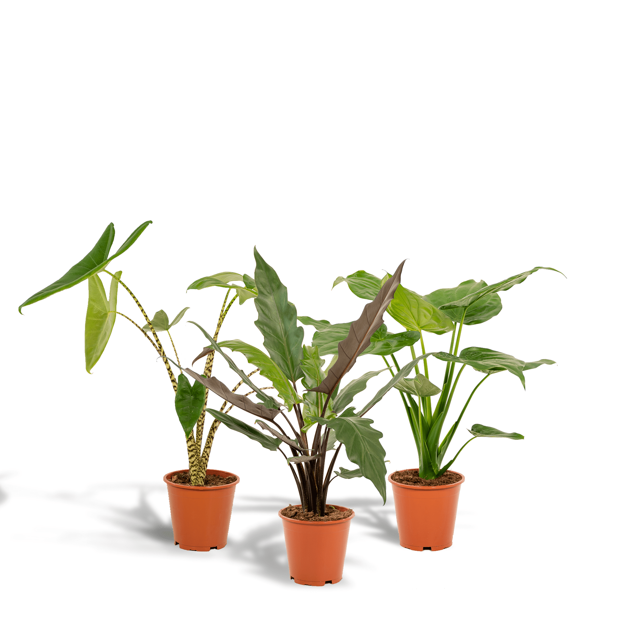 Alocasia zebrina, Alocasia cucullata & Alocasia lauterbachiana – 3 Pflanzen – 19 cm Topf, ca. 60–75 cm hoch - Green Guardia - Ihr Experte für Schädlinge und Pflanzen
