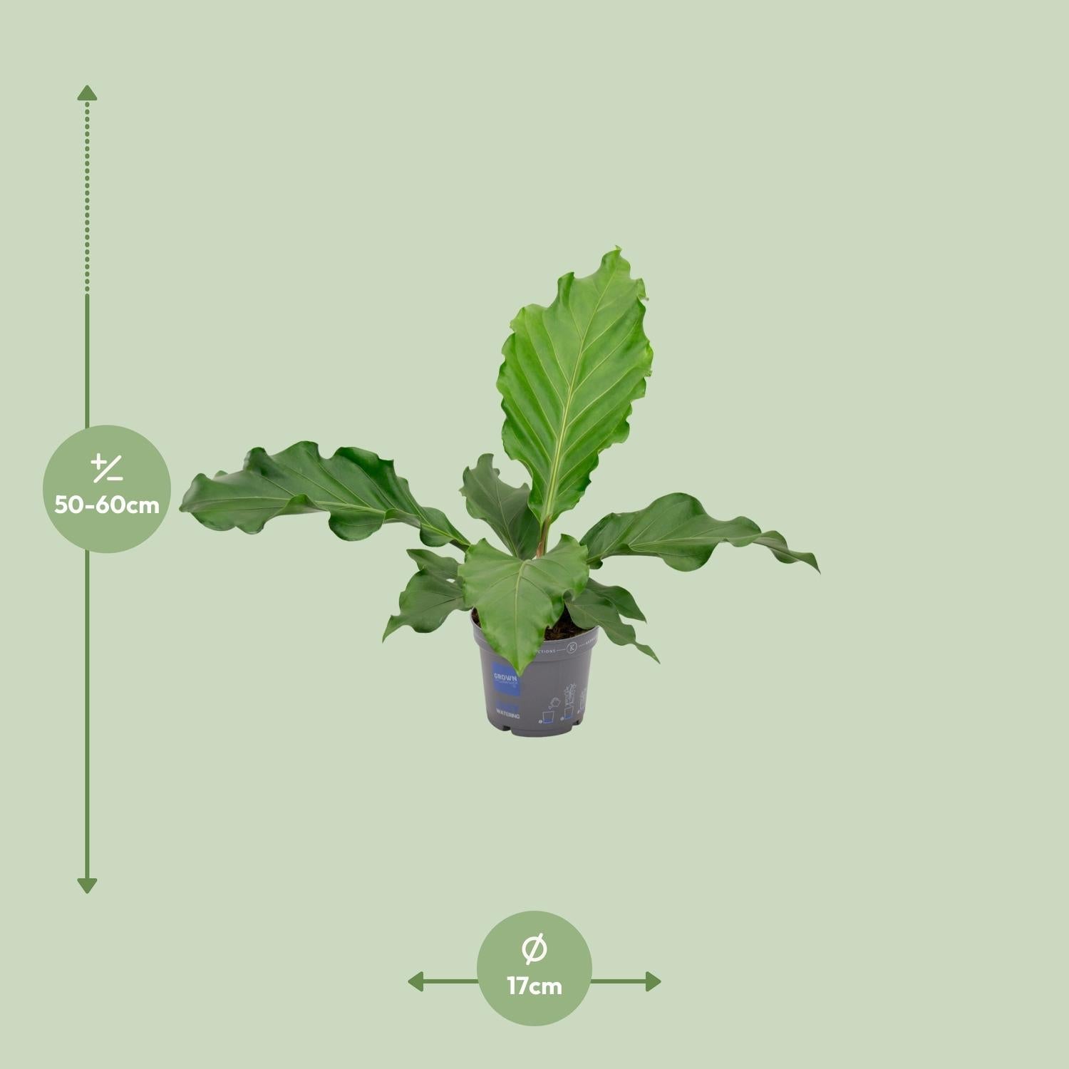 Anthurium – Flamingoblume - verschiedene Farben & Größen - 35 - 90 cm - Green Guardia - Ihr Experte für Schädlinge und Pflanzen