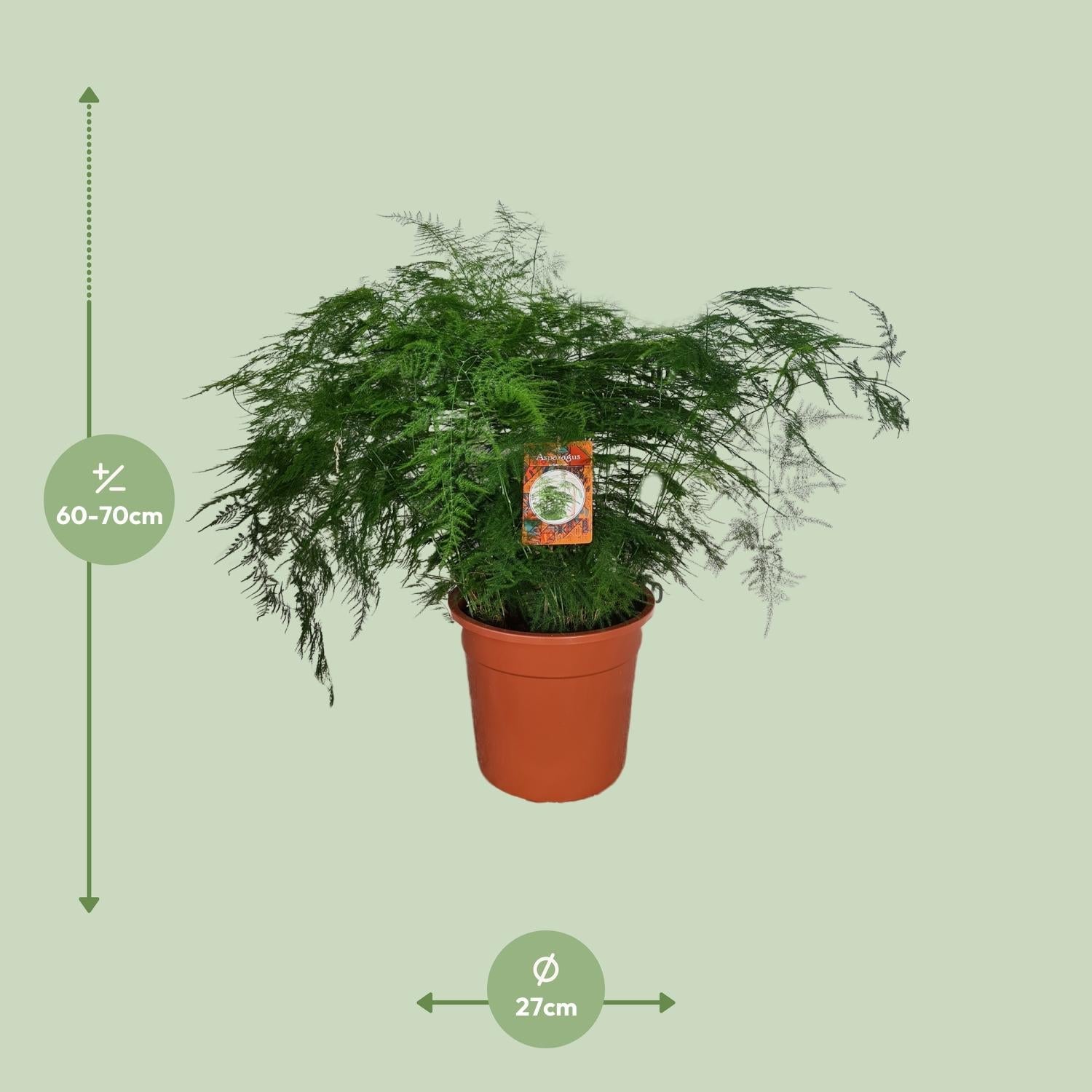 Asparagus Setaceus – Spargelfarn - 30 - 70 cm - Green Guardia - Ihr Experte für Schädlinge und Pflanzen