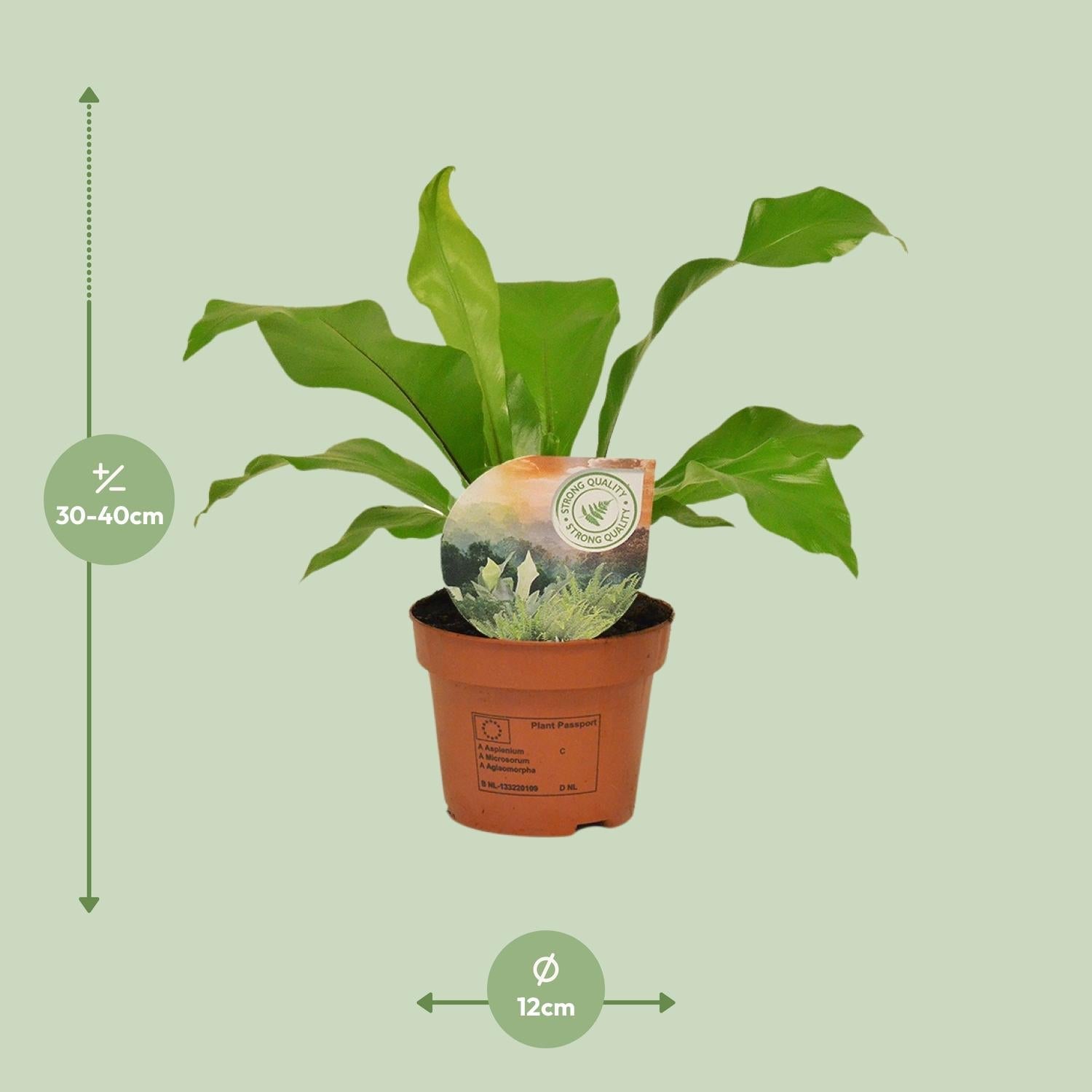 Asplenium nidus – Nestfarn – verschiedene Größen - 35 - 60 cm hoch - Green Guardia - Ihr Experte für Schädlinge und Pflanzen