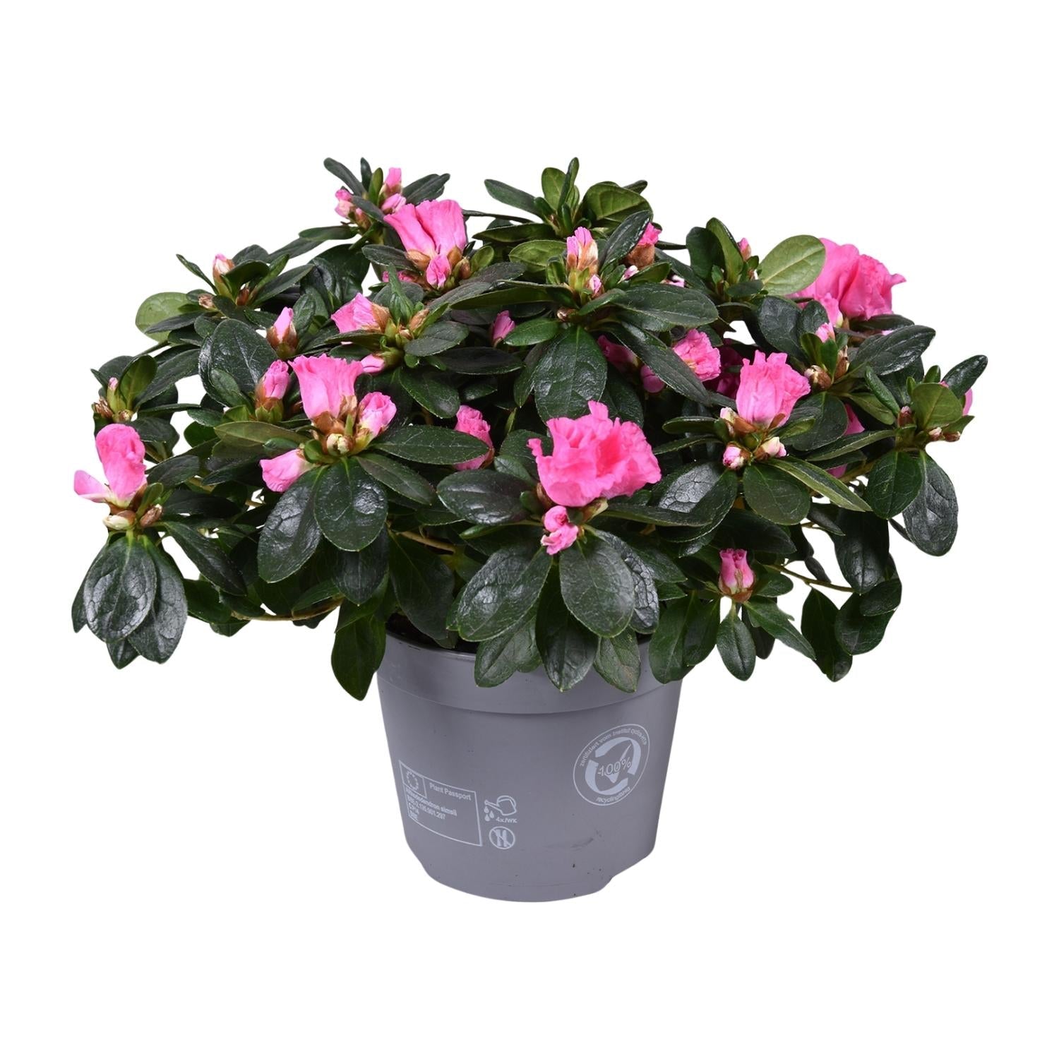 Azalea ‘Rose Vogel’ – kompakte Blütenpflanze, 14 cm Topf, 30 cm Höhe - Green Guardia - Ihr Experte für Schädlinge und Pflanzen