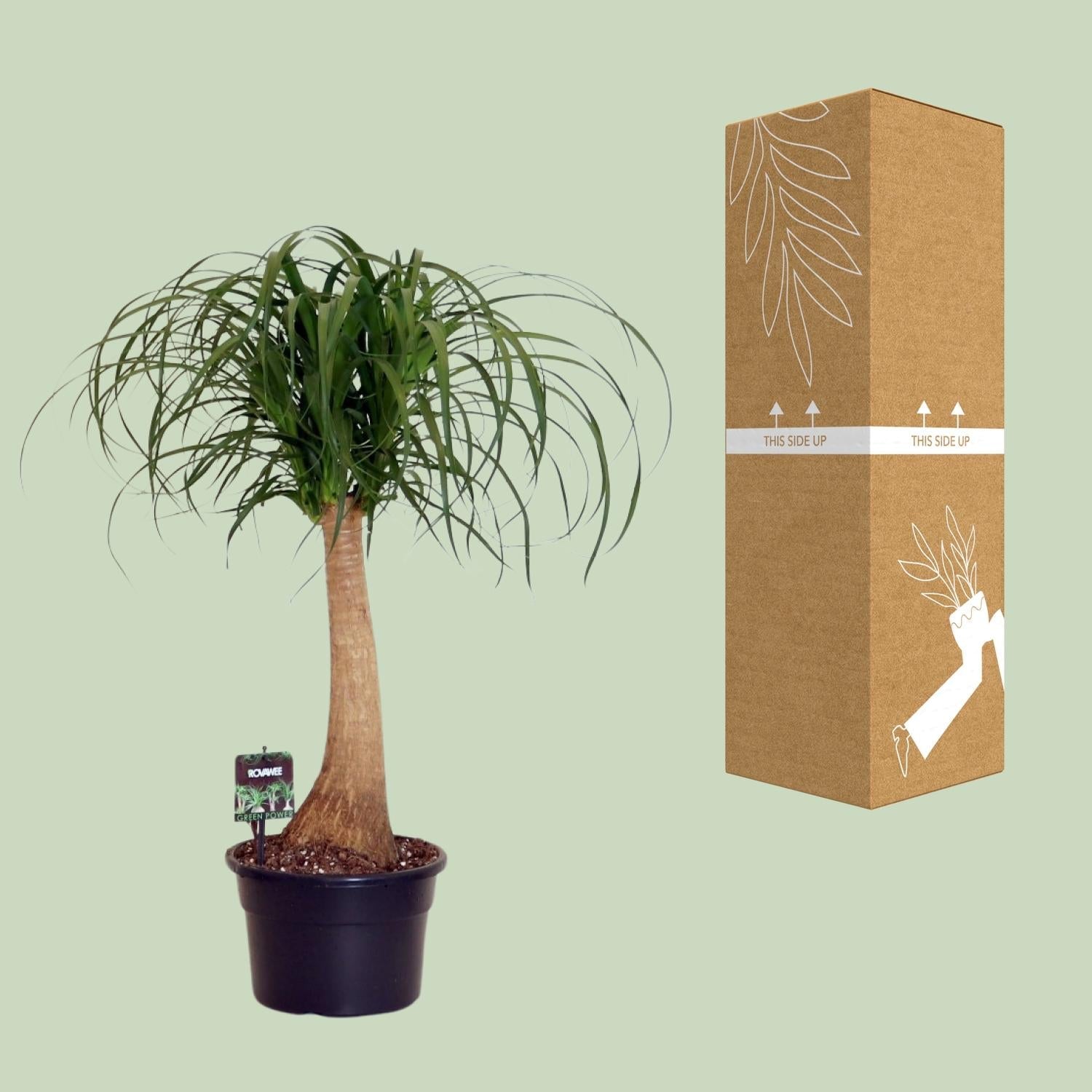 Beaucarnea Nolina – Elefantenfuß - 60 - 80 cm - Green Guardia - Ihr Experte für Schädlinge und Pflanzen