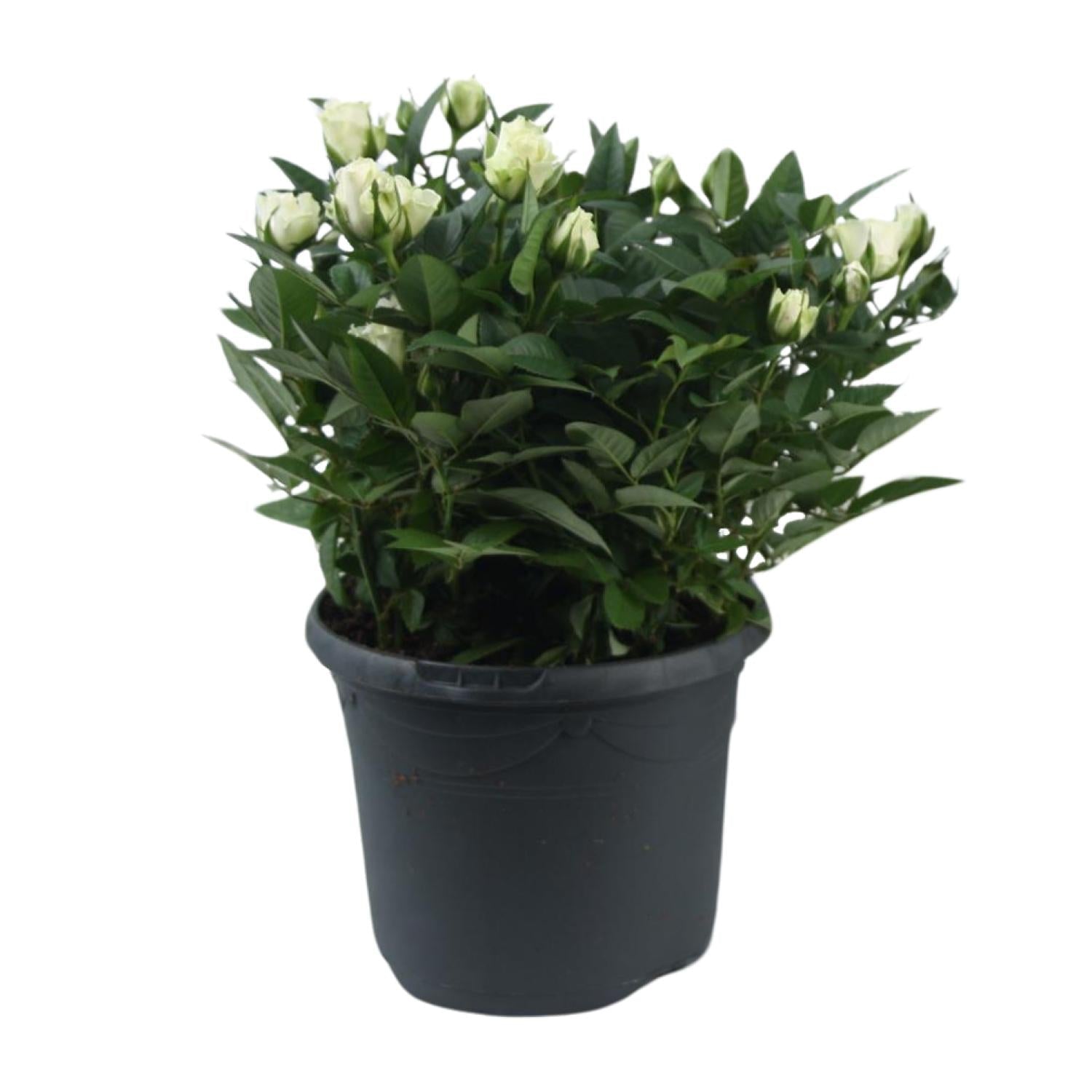 Beetrose ‘Jewel Patio White’ – weiße Zwergrose, 17 cm Topf, 30 cm hoch - Green Guardia - Ihr Experte für Schädlinge und Pflanzen