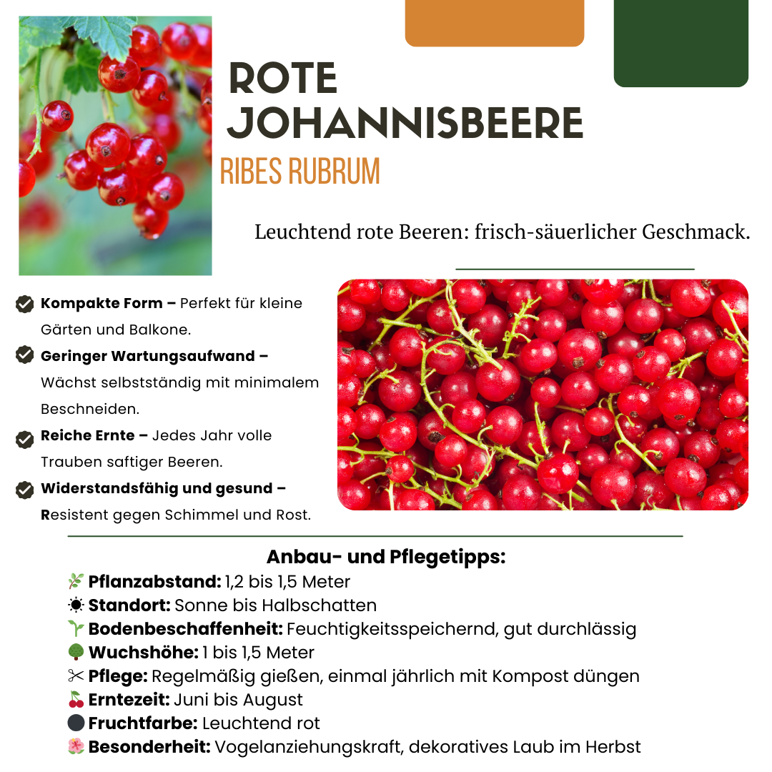 BIO Obstpflanzen - Mix „Früchteparadies“ – 4 verschiedene Obstsorten - Green Guardia - Ihr Experte für Schädlinge und Pflanzen