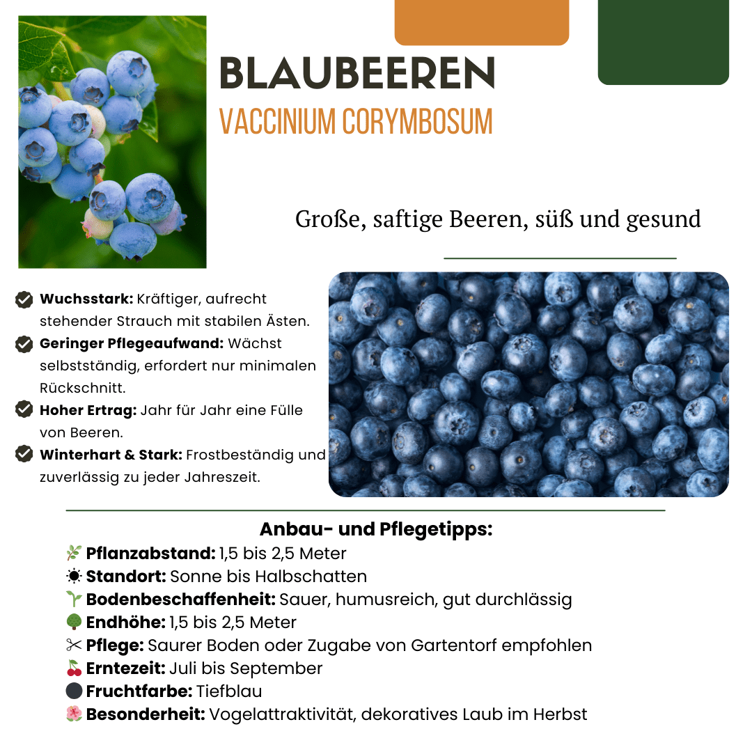 BIO Obstpflanzen - Mix „Sommerfrüchte“ – Set mit 4 Sorten - Green Guardia - Ihr Experte für Schädlinge und Pflanzen