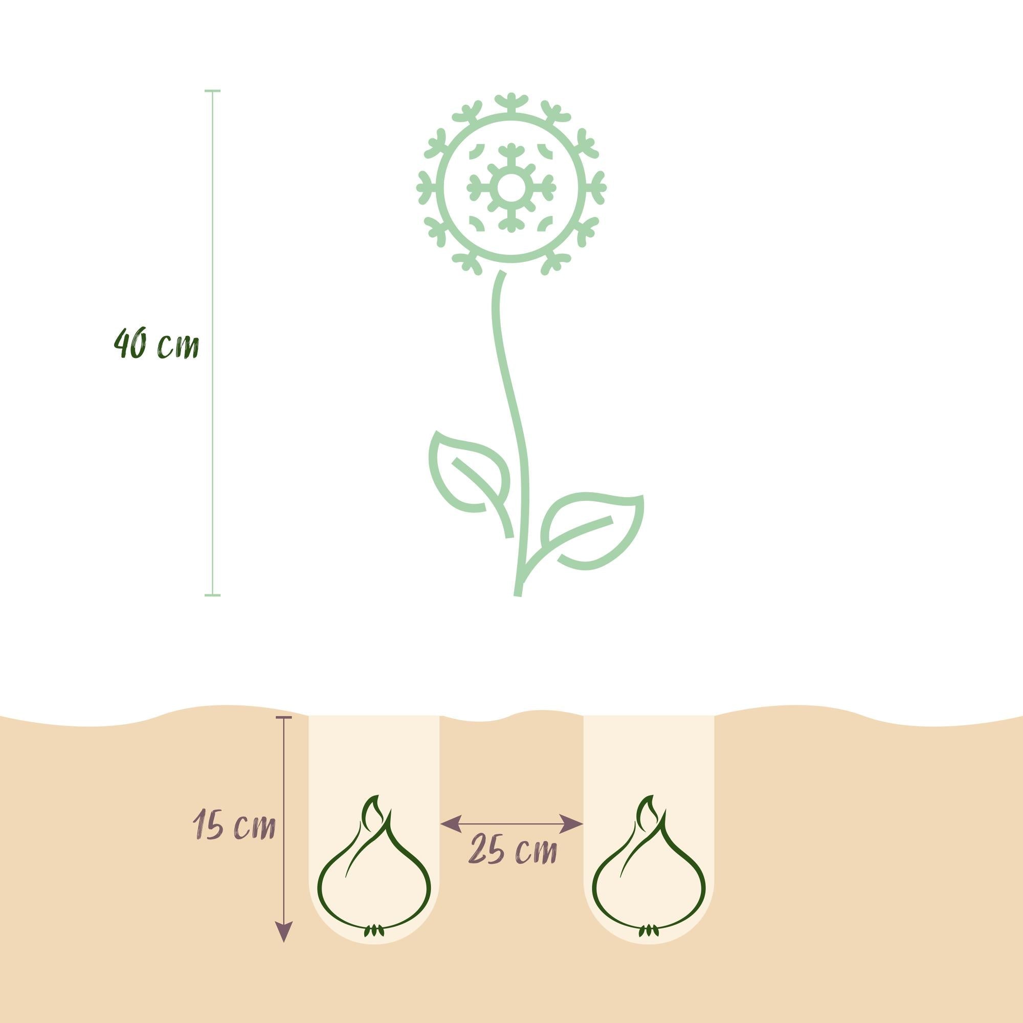Blumenzwiebeln – Allium caeruleum – winterhart & mehrjährig – blau – 40 Stück – Zwiebelgröße 4/5 – XXL Pack - Green Guardia - Ihr Experte für Schädlinge und Pflanzen