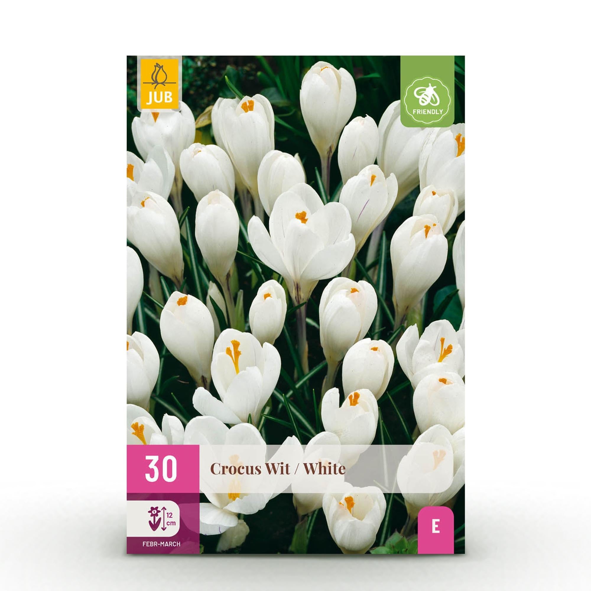 Blumenzwiebeln – Crocus ‘White’ – winterhart & mehrjährig – gelb – 30 Stück – Zwiebelgröße 7/8 – XXL Pack - Green Guardia - Ihr Experte für Schädlinge und Pflanzen