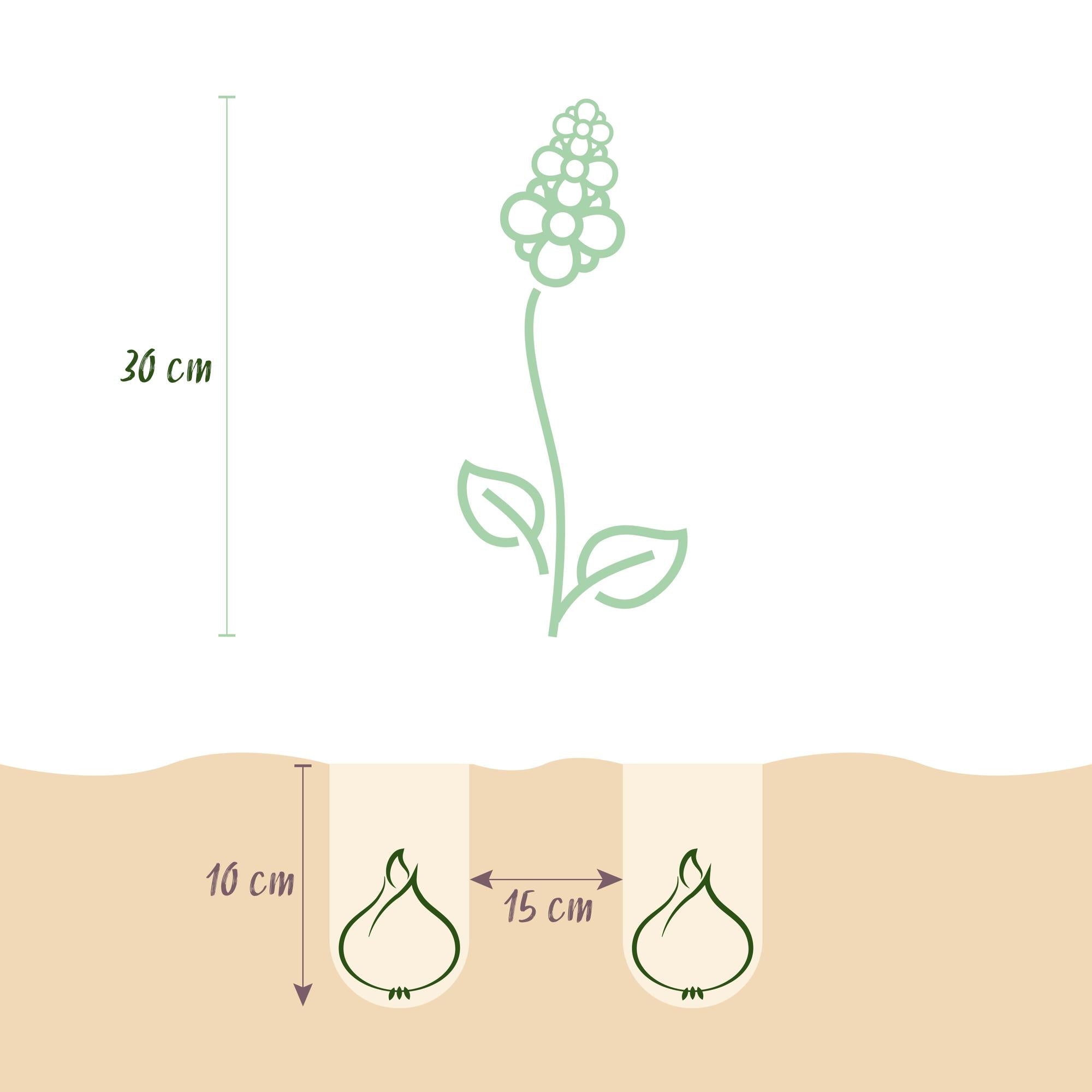 Blumenzwiebeln – Hyacinthoides non - scripta – winterhart & mehrjährig – blau – 20 Stück – Zwiebelgröße 7/8 – XXL Pack - Green Guardia - Ihr Experte für Schädlinge und Pflanzen