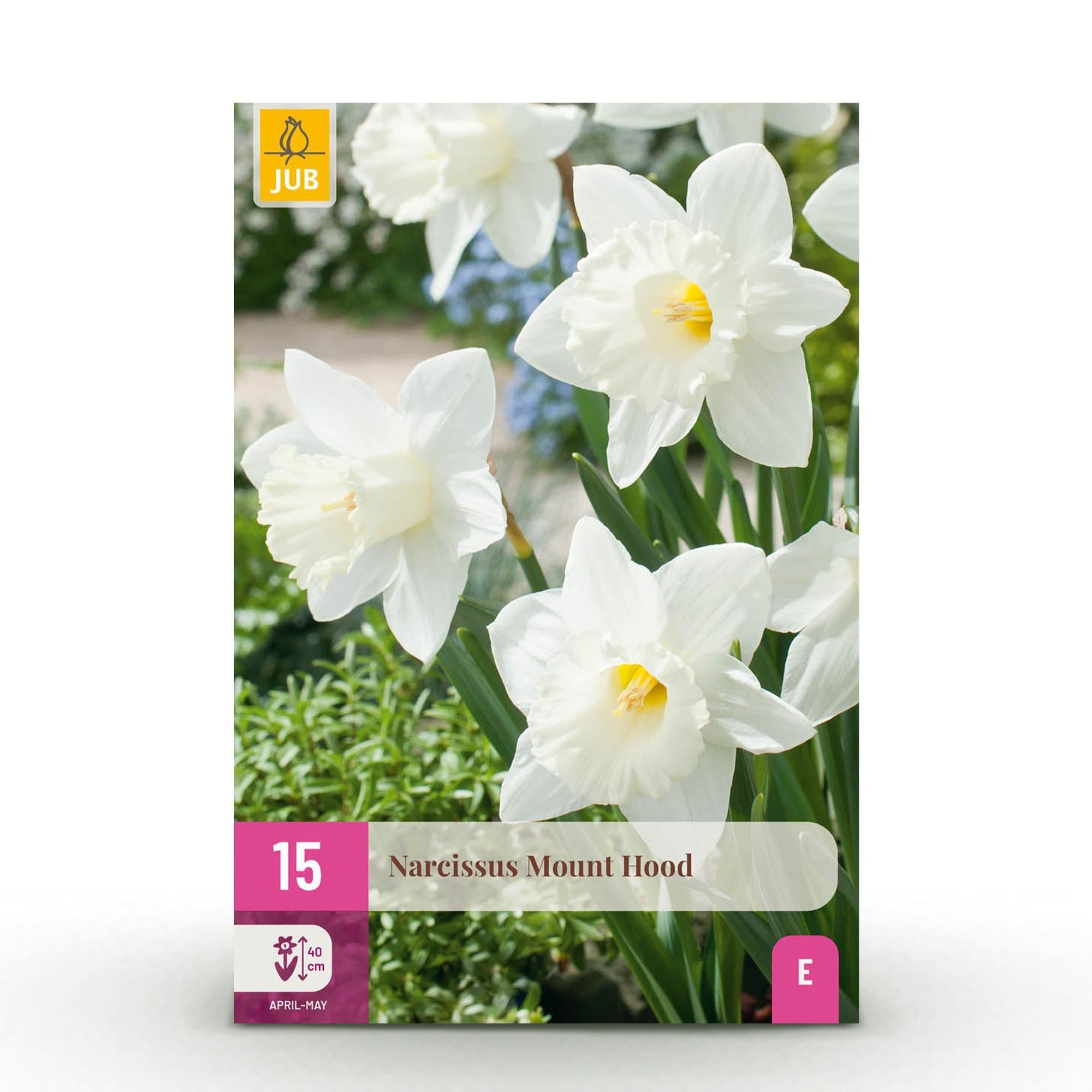 Blumenzwiebeln – Narcissus ‘Mount Hood’ – winterhart & mehrjährig – weiß – 15 Stück – Zwiebelgröße 10/12 – XXL Pack - Green Guardia - Ihr Experte für Schädlinge und Pflanzen
