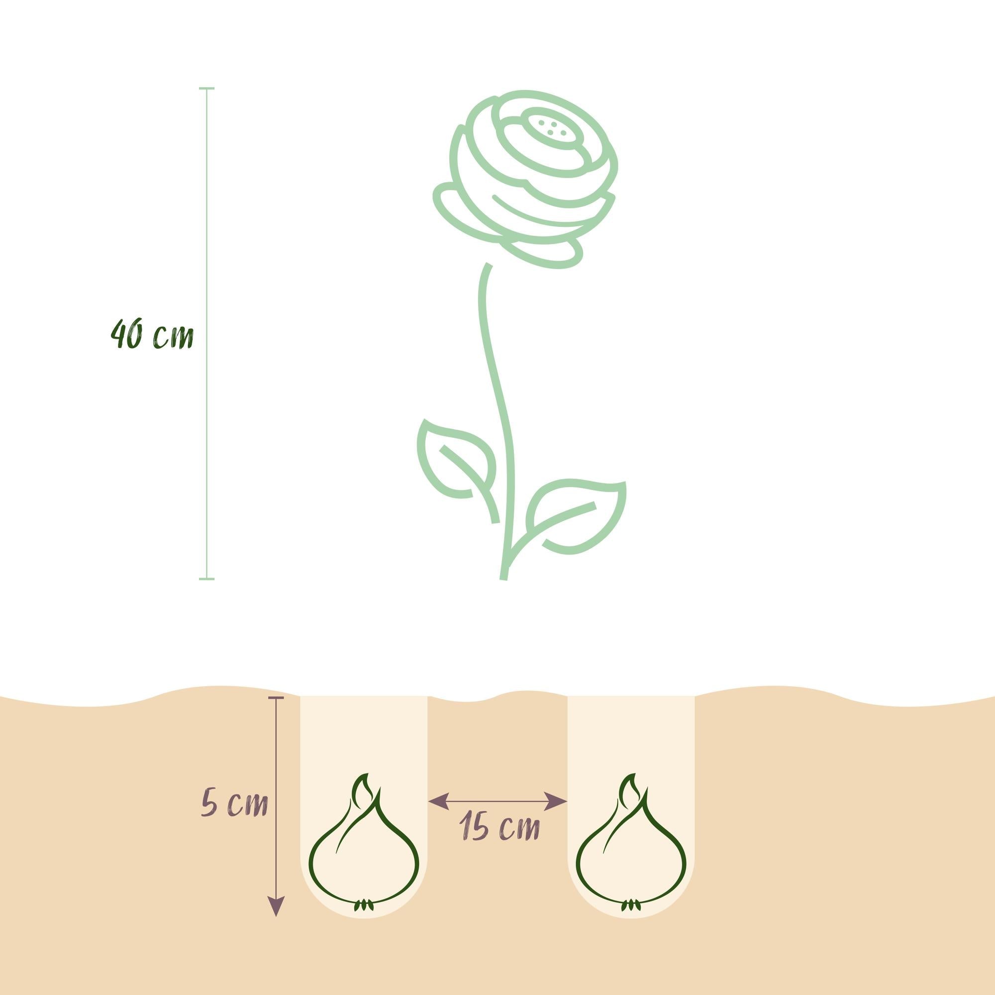 Blumenzwiebeln – Ranunculus Mix – winterhart & mehrjährig – verschiedene Farben – 40 Stück – Zwiebelgröße 5/6 – XXL Pack - Green Guardia - Ihr Experte für Schädlinge und Pflanzen
