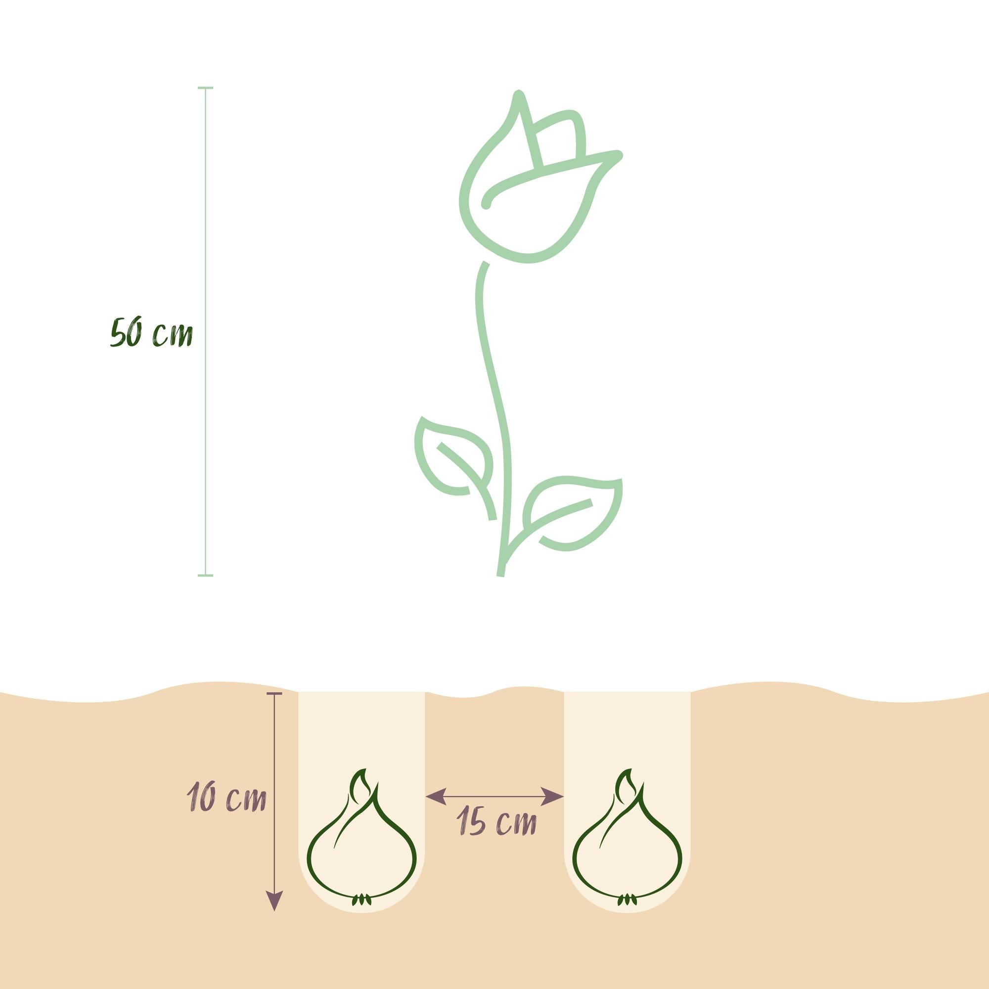 Blumenzwiebeln – Tulpe ‘Gudoshnik Double’ – winterhart & mehrjährig – doppelblütig – 12 Stück – Zwiebelgröße 11/12 – XXL Pack - Green Guardia - Ihr Experte für Schädlinge und Pflanzen