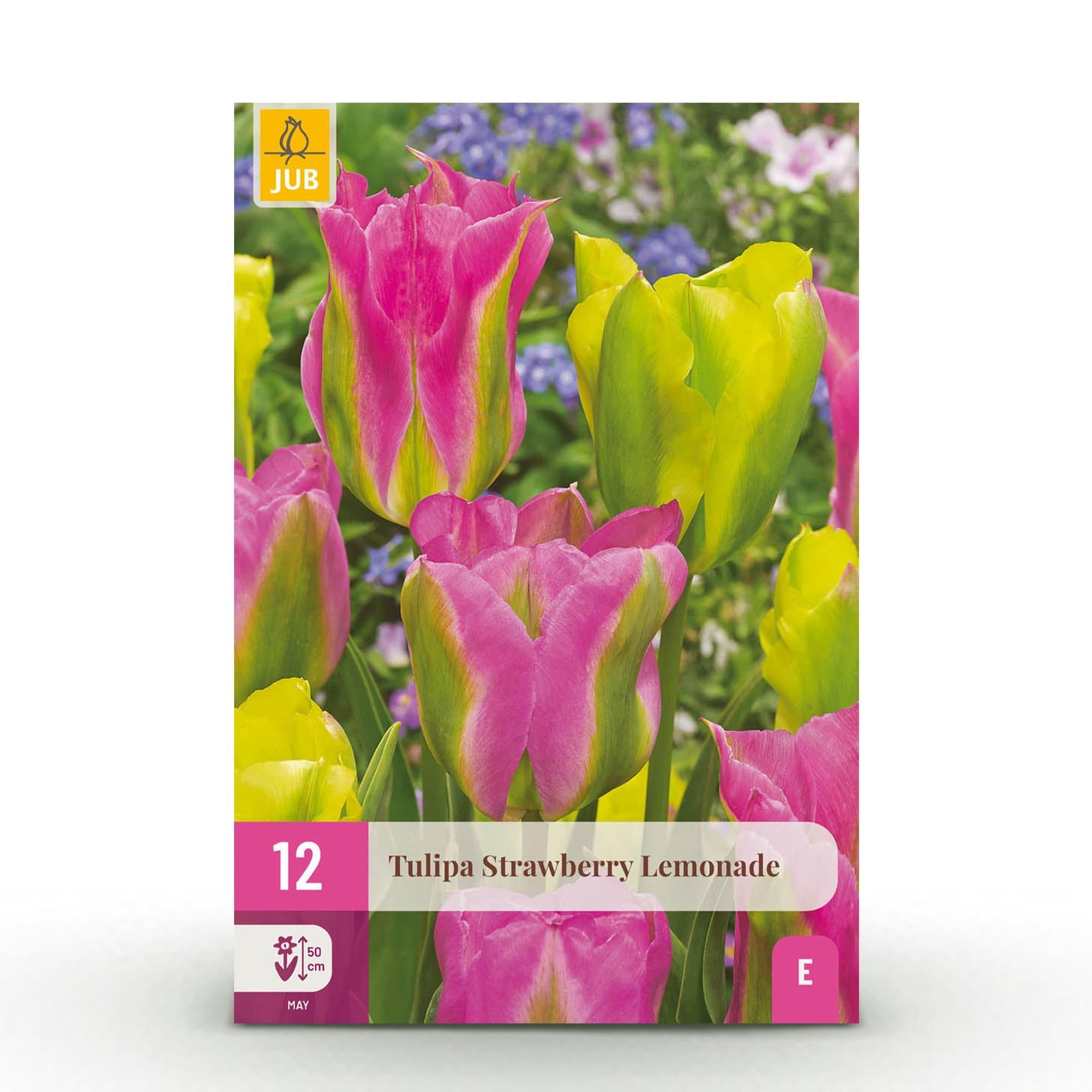 Blumenzwiebeln – Tulpe ‘Strawberry Lemonade’ – winterhart & mehrjährig – verschiedene Farben – 12 Stück – Zwiebelgröße 11/12 – XXL Pack - Green Guardia - Ihr Experte für Schädlinge und Pflanzen