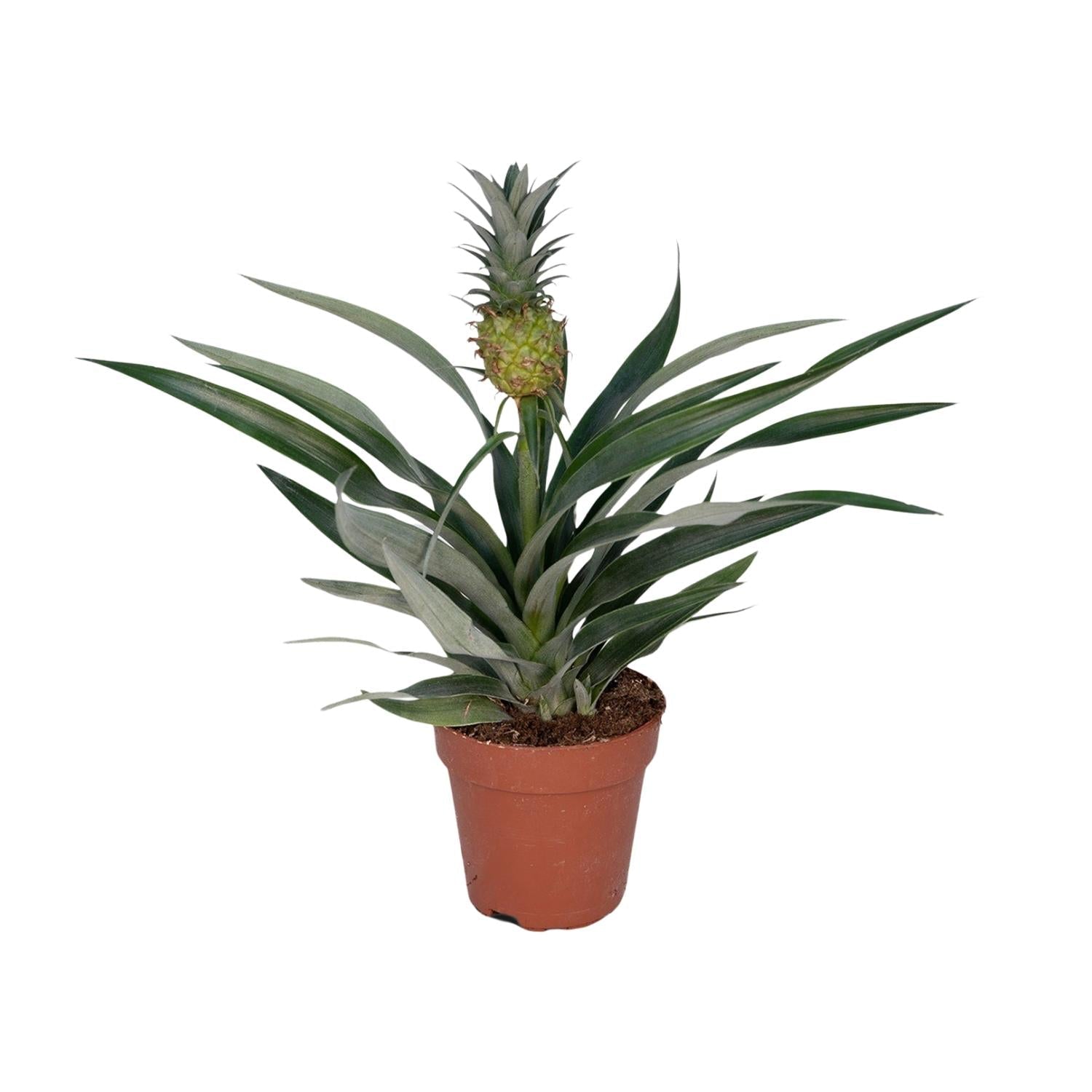 Bromelia Ananas – Zierananas - 12cm Topf, 30cm hoch - Green Guardia - Ihr Experte für Schädlinge und Pflanzen