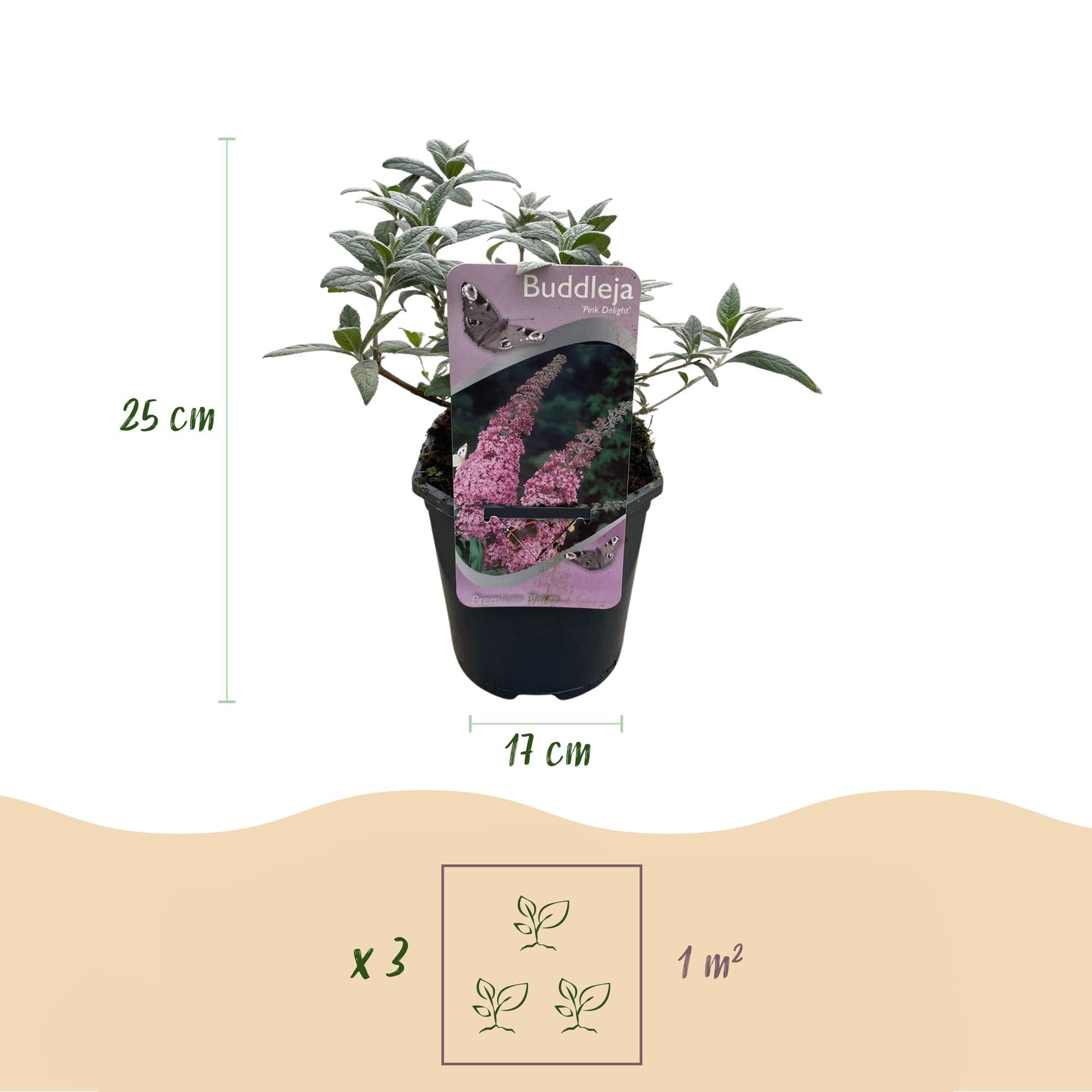 Buddleja davidii ‘Pink Delight’ – Schmetterlingsstrauch, laubabwerfend, 17 cm Topf, 25 cm - Green Guardia - Ihr Experte für Schädlinge und Pflanzen