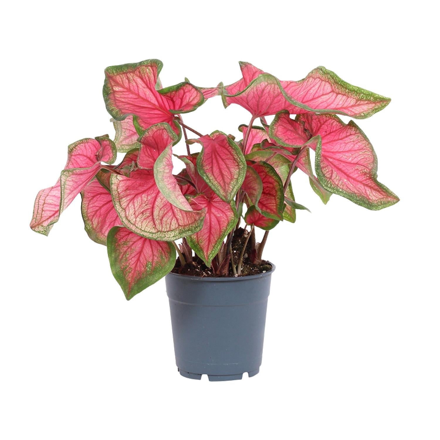 Caladium – Engelsflügel - 12cm - verschiedene Farben - Green Guardia - Ihr Experte für Schädlinge und Pflanzen