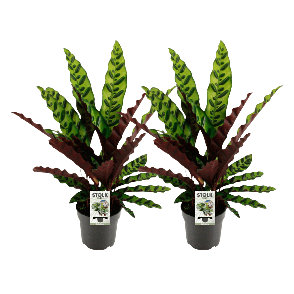 Calathea lancifolia ‘Insignis’ – Korbmarante – 14 cm Topf, 45 cm hoch - Green Guardia - Ihr Experte für Schädlinge und Pflanzen