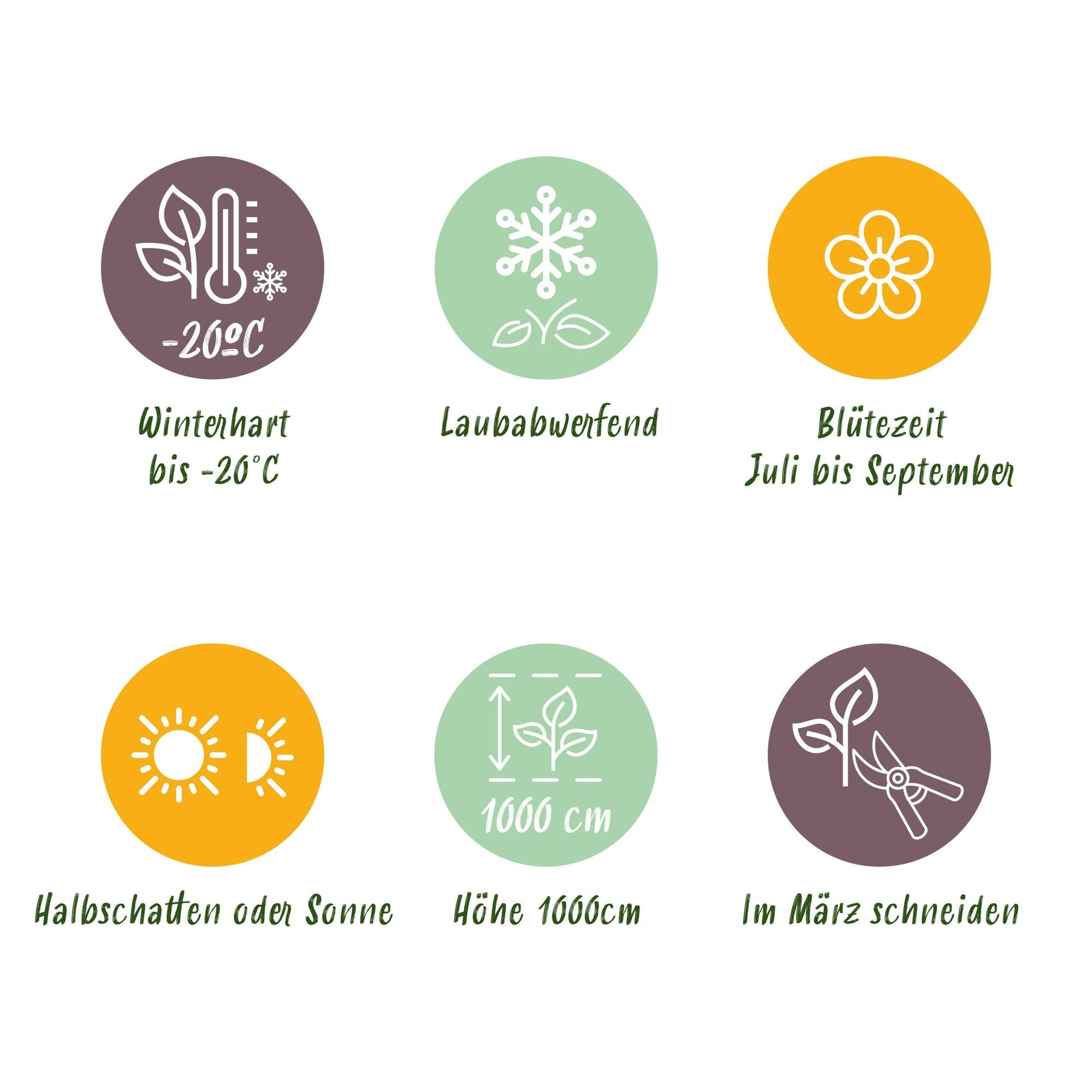 Campsis radicans ‘Flava’ – gelb blühende Trompetenblume, 2 Stück, 11 - cm Topf, 40 cm Höhe - Green Guardia - Ihr Experte für Schädlinge und Pflanzen