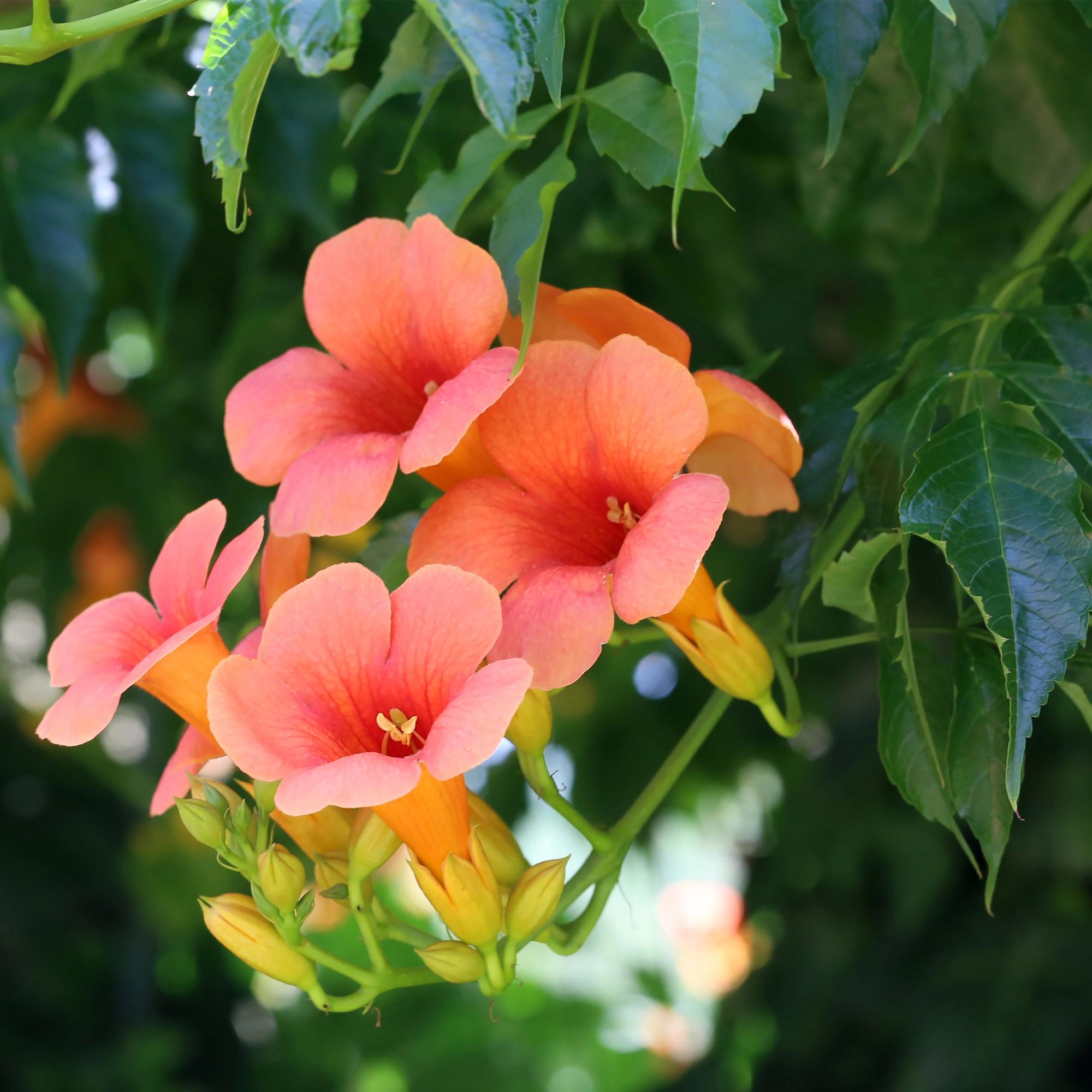 Campsis radicans ‘Madame Galen’ – Trompetenblume, orange blühend, 2 Pflanzen, 11 cm Topf, 40 cm Höhe - Green Guardia - Ihr Experte für Schädlinge und Pflanzen