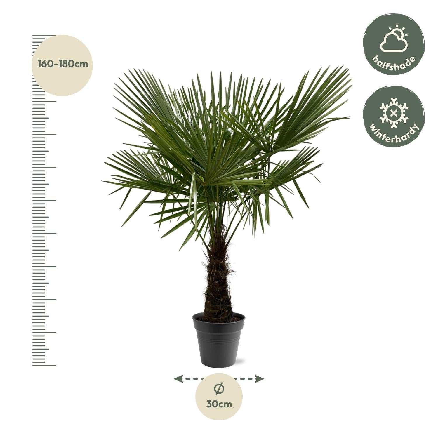 Chinesische Hanfpalme (Trachycarpus fortunei) – 120–240 cm - Green Guardia - Ihr Experte für Schädlinge und Pflanzen
