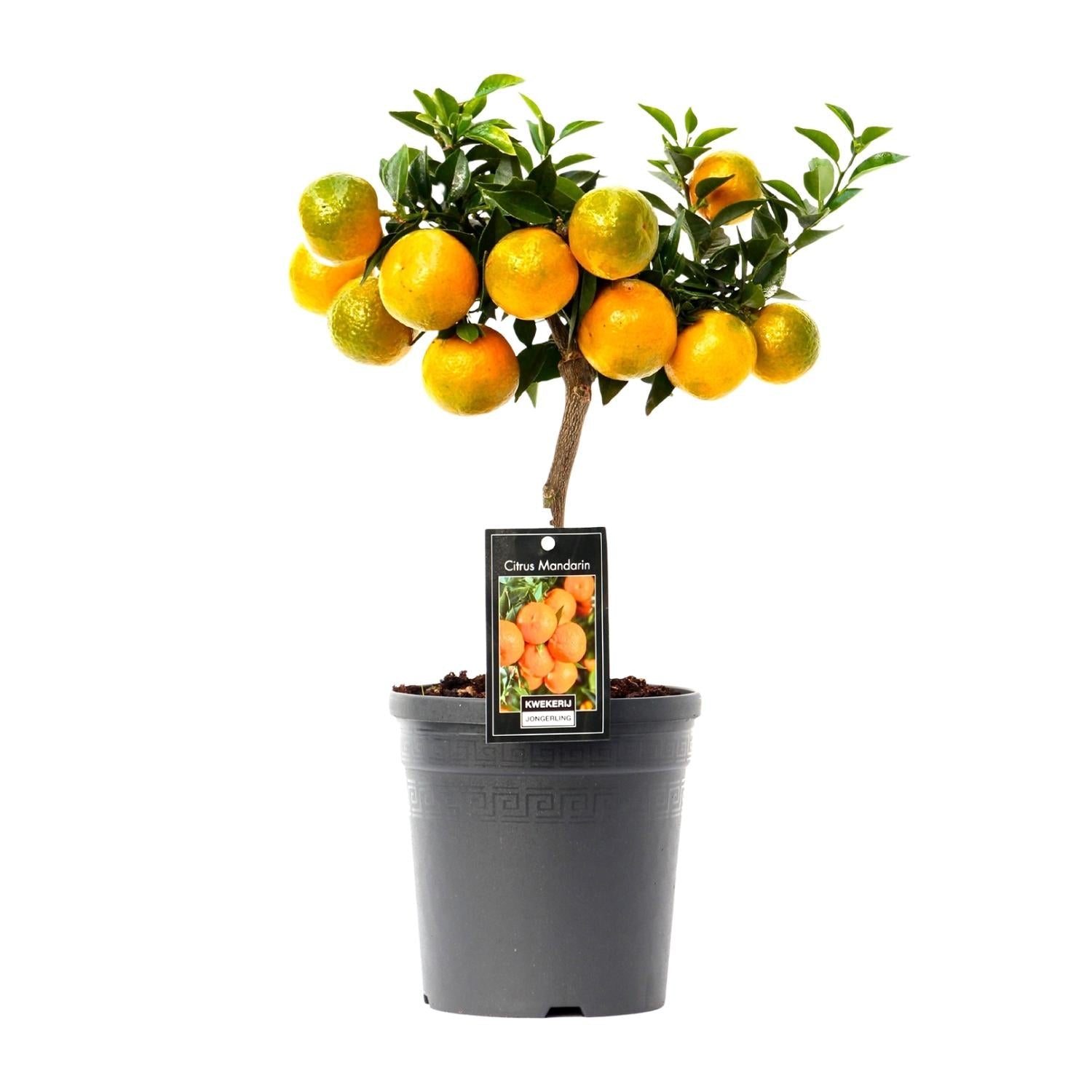 Citrus Mandarin - 16cm Topf, 45cm hoch - Green Guardia - Ihr Experte für Schädlinge und Pflanzen