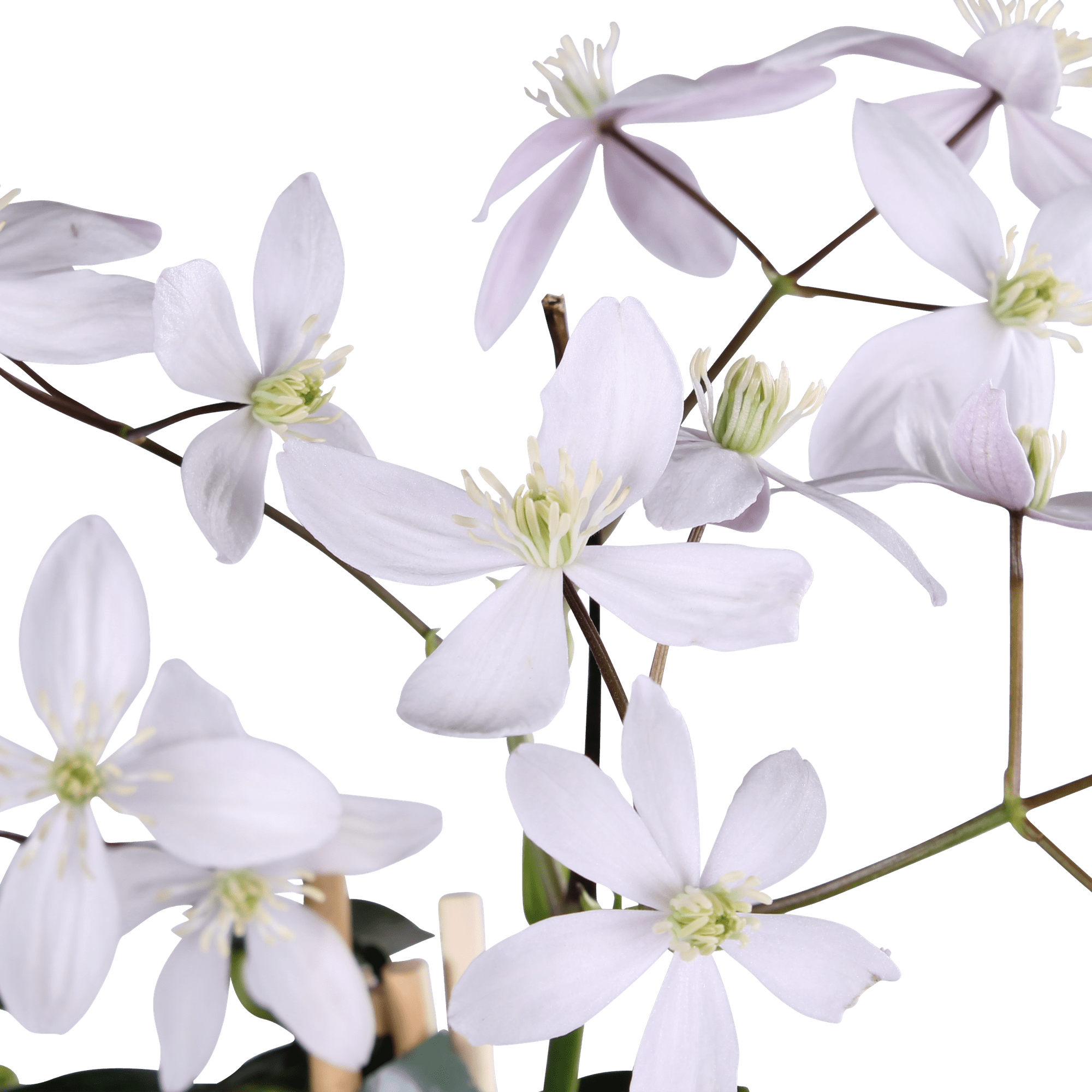 Clematis armandii ‘Apple Blossom’ – immergrüne, hellrosa Kletterpflanze, Topf 15 cm, Höhe 65 cm - Green Guardia - Ihr Experte für Schädlinge und Pflanzen