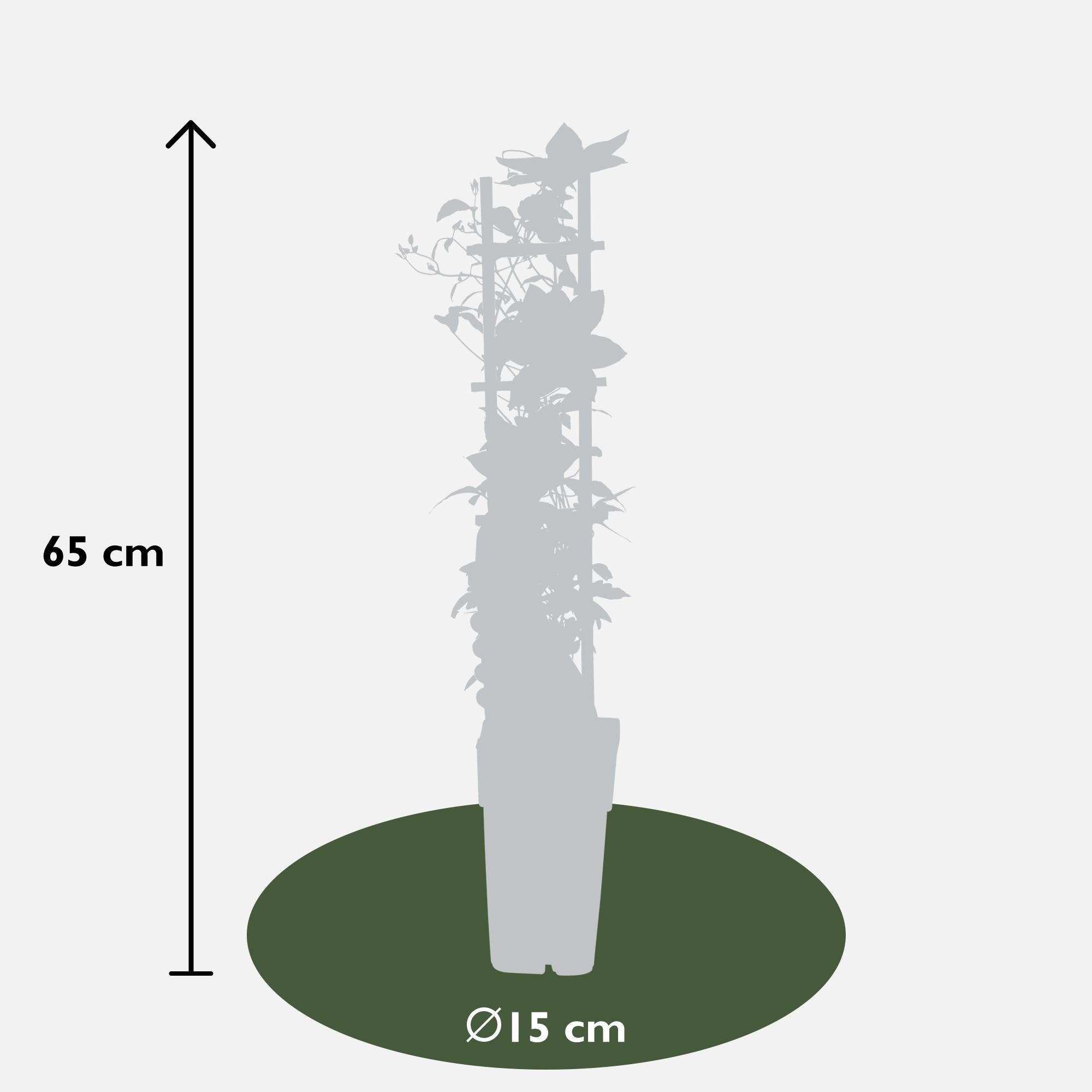 Clematis ‘Corinne’ – kompakte, weiß blühende Kletterpflanze, Ø15 cm, ↕65 cm - Green Guardia - Ihr Experte für Schädlinge und Pflanzen