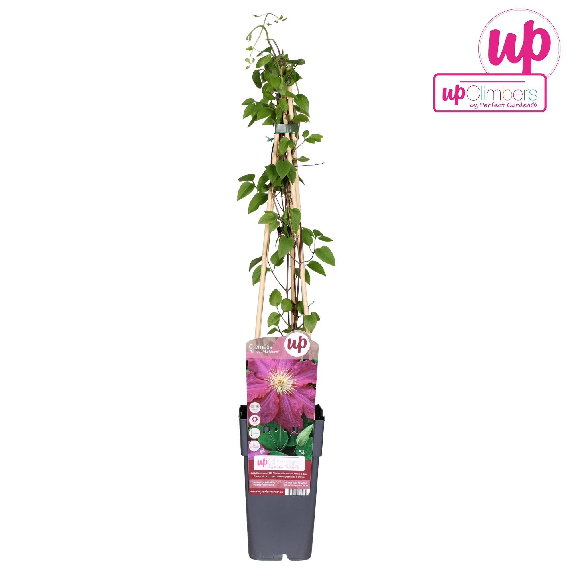 Clematis ‘Ernest Markham’ – sommerblühende Clematis in kräftigem Purpurrot, 15 cm Topf, 65 cm Höhe - Green Guardia - Ihr Experte für Schädlinge und Pflanzen