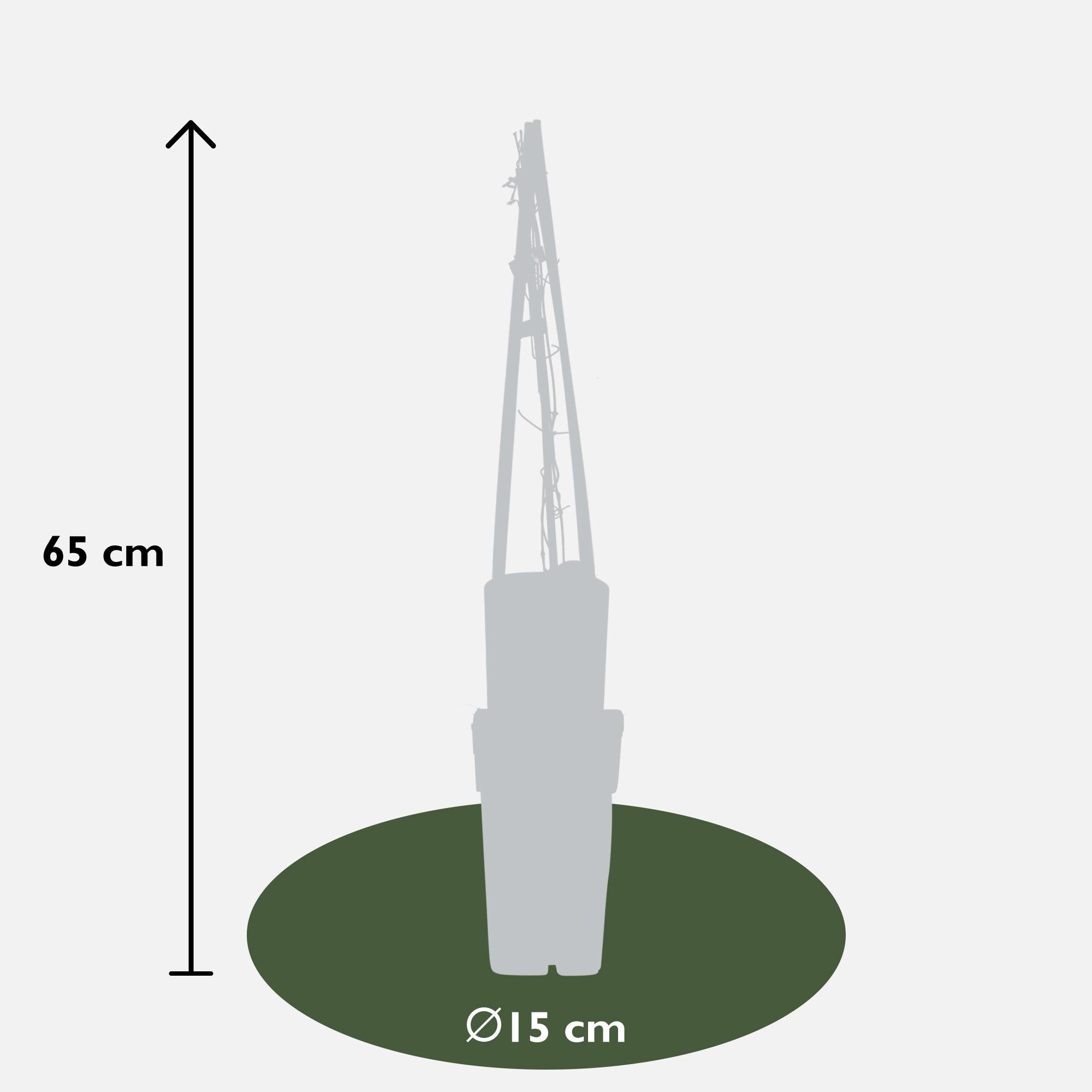 Clematis ‘Multi Blue’ – großblütige, blau - violette Kletterpflanze, 15 cm Topf, 65 cm hoch - Green Guardia - Ihr Experte für Schädlinge und Pflanzen
