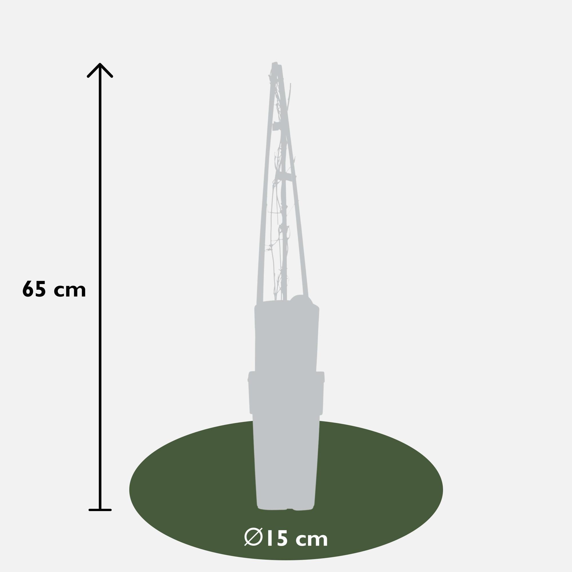 Clematis ‘Warszawska Nike’ – tiefviolette Blüten, 15 cm Topf, 65 cm Höhe - Green Guardia - Ihr Experte für Schädlinge und Pflanzen