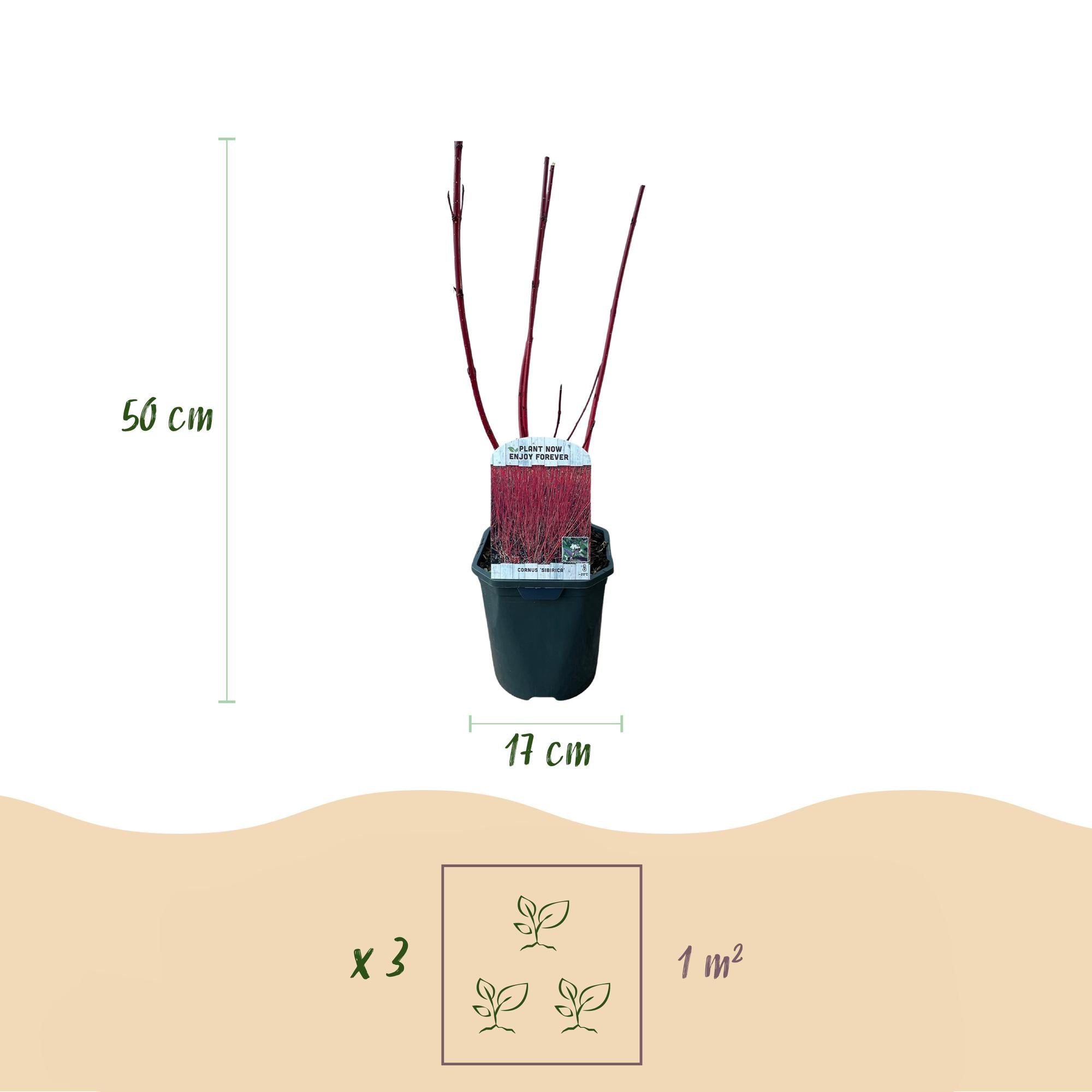 Cornus sibirica – laubabwerfender Zierstrauch, rote Zweige, 17 cm Topf, 45 cm - Green Guardia - Ihr Experte für Schädlinge und Pflanzen