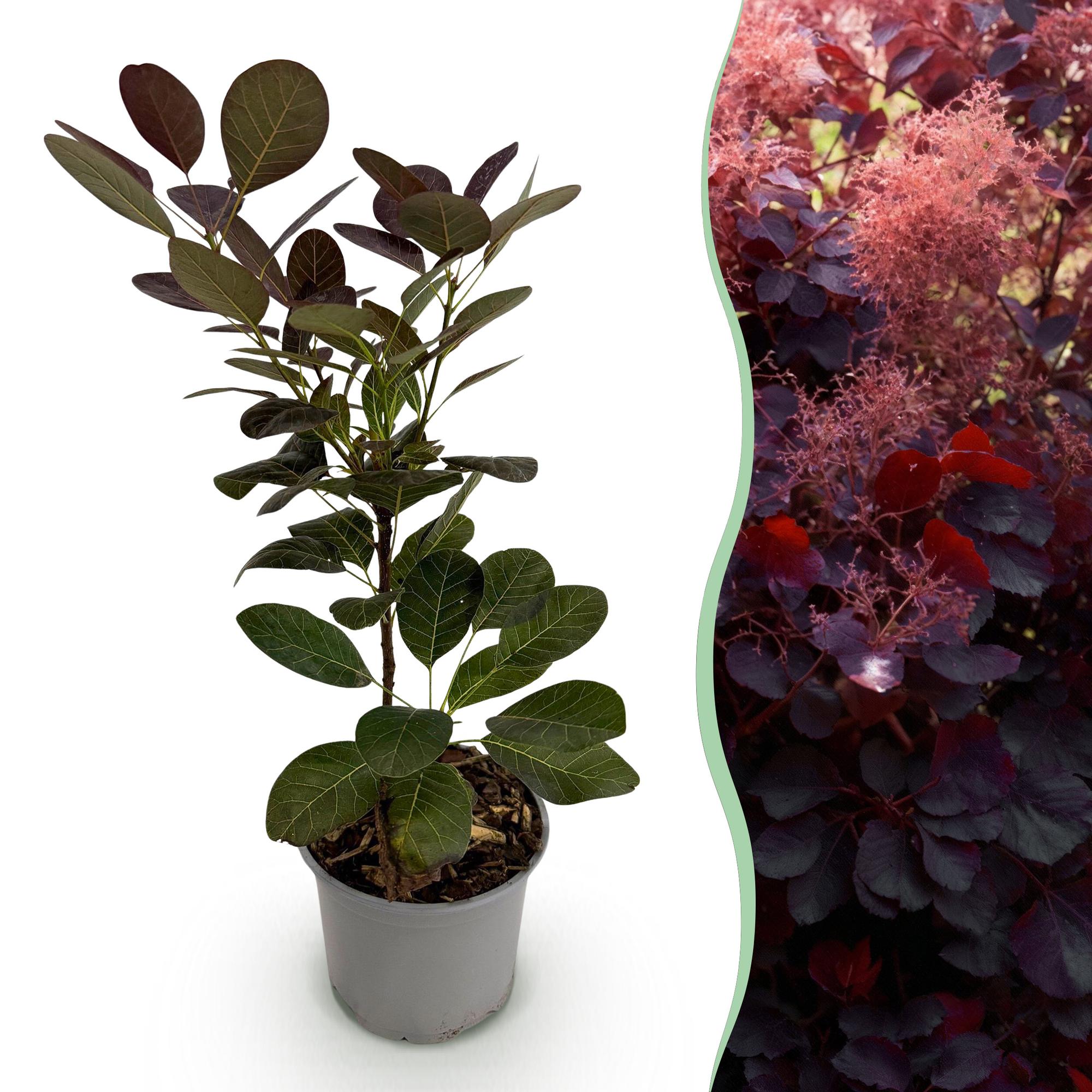 Cotinus coggyria ‚Royal Purple‘ – laubabwerfend & pflegeleicht – lila Blatt – 12 cm Topf, ca. 35 cm hoch - Green Guardia - Ihr Experte für Schädlinge und Pflanzen