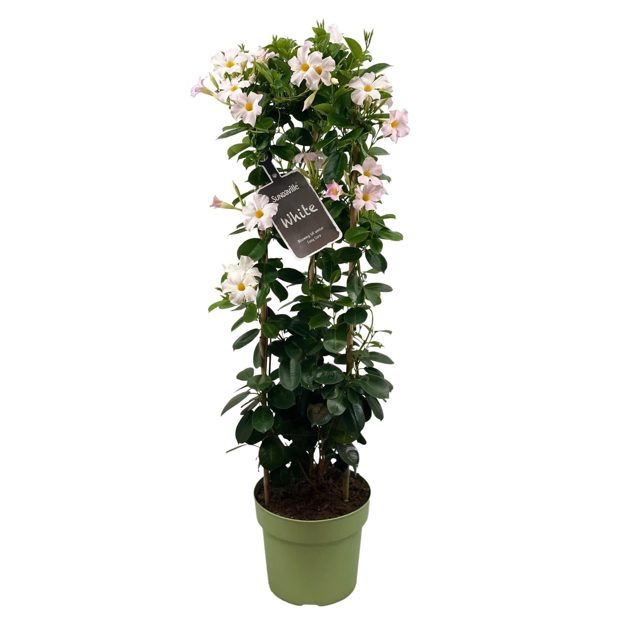 Dipladenia „Sundaville White“ (Mandevilla) – 55–95 cm - Green Guardia - Ihr Experte für Schädlinge und Pflanzen