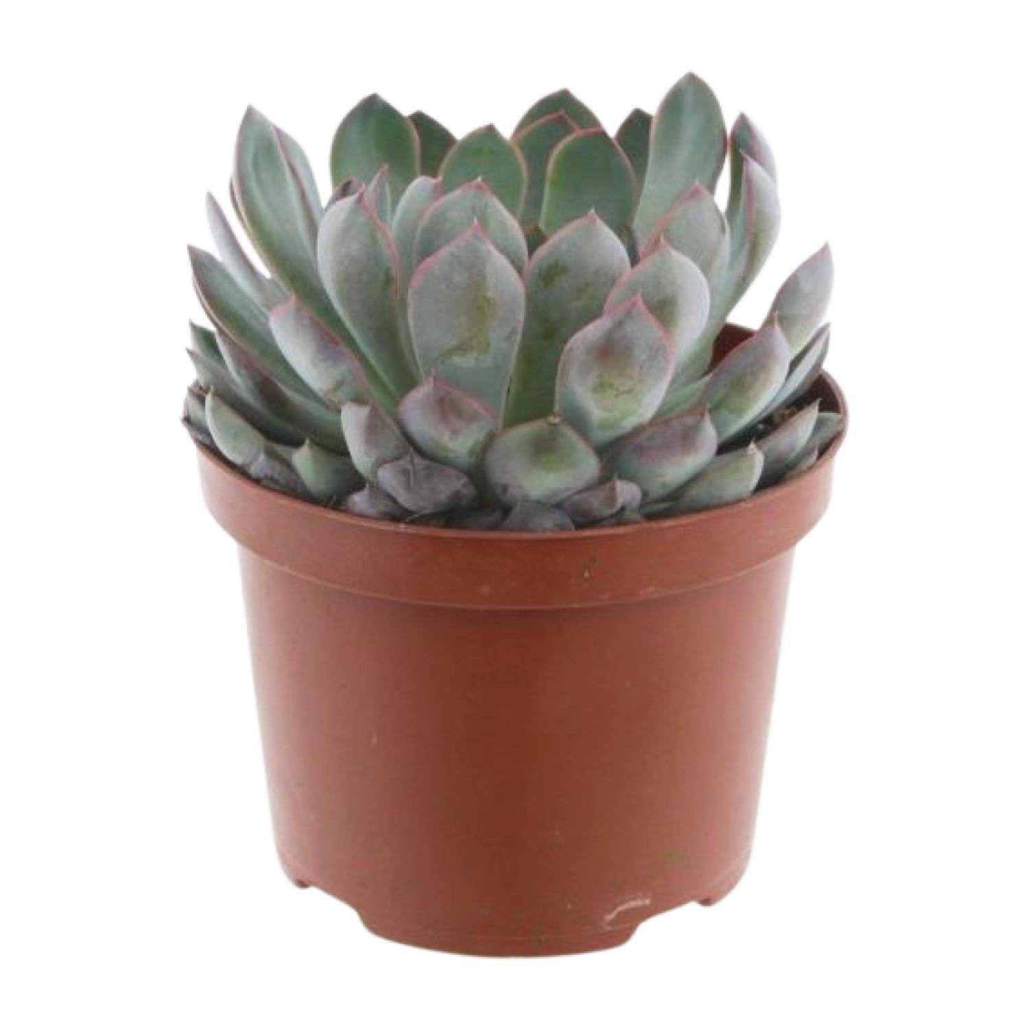 Echeveria Pelisuda – Rosetten - Sukkulente - 17 cm Topf, 30 cm hoch - Green Guardia - Ihr Experte für Schädlinge und Pflanzen