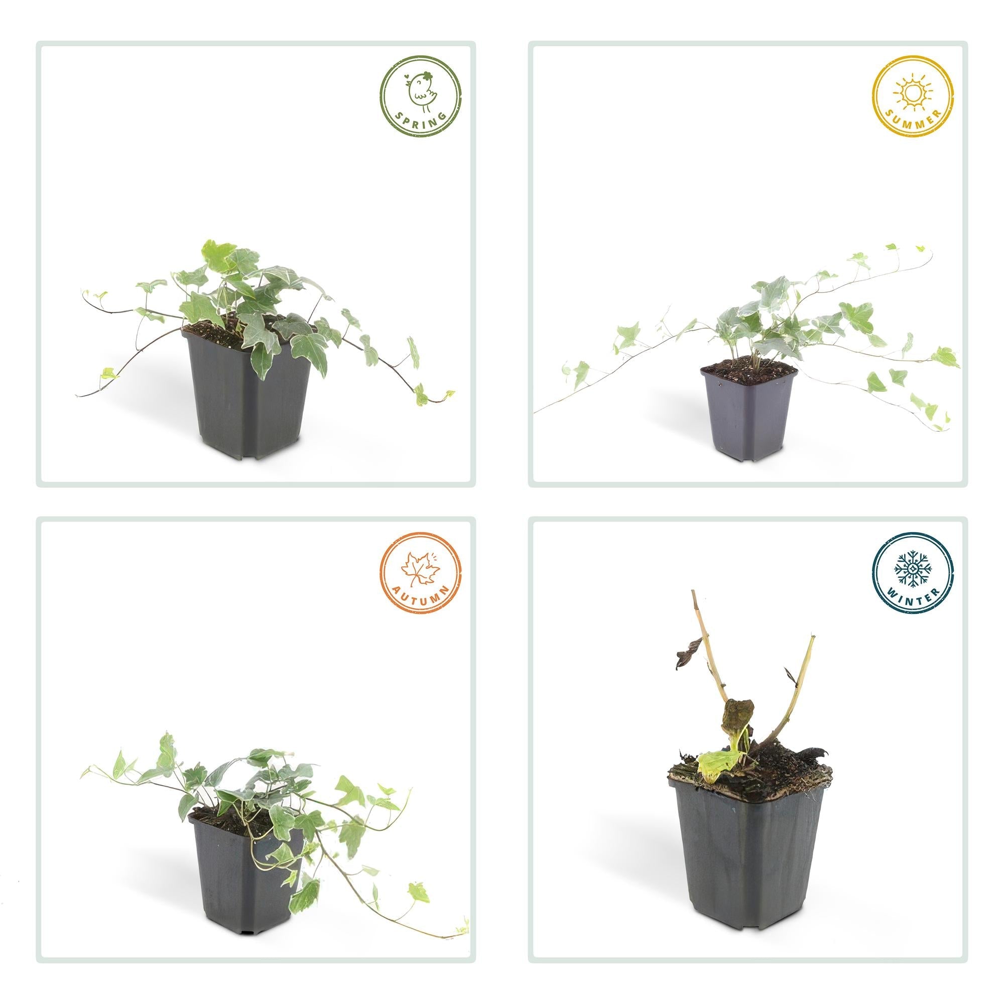 Efeu ‘Glacier’ – kompakte Kletter - und Ampelpflanze, 10–25 cm hoch - Green Guardia - Ihr Experte für Schädlinge und Pflanzen