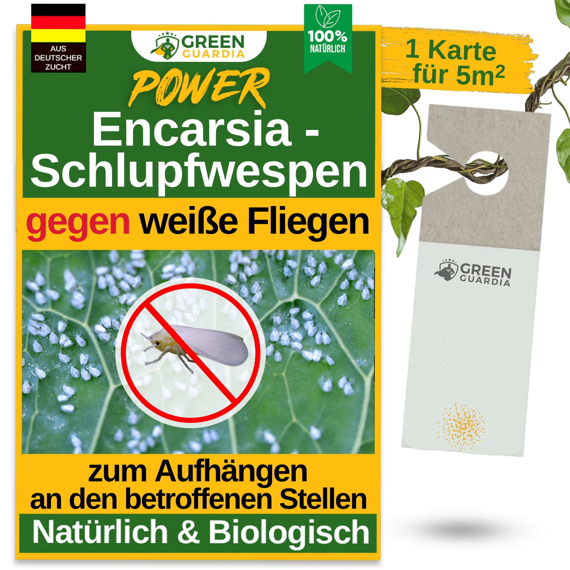 Encarsia - Schlupfwespen gegen Weiße Fliegen - Green Guardia - Ihr Experte für Schädlinge und Pflanzen