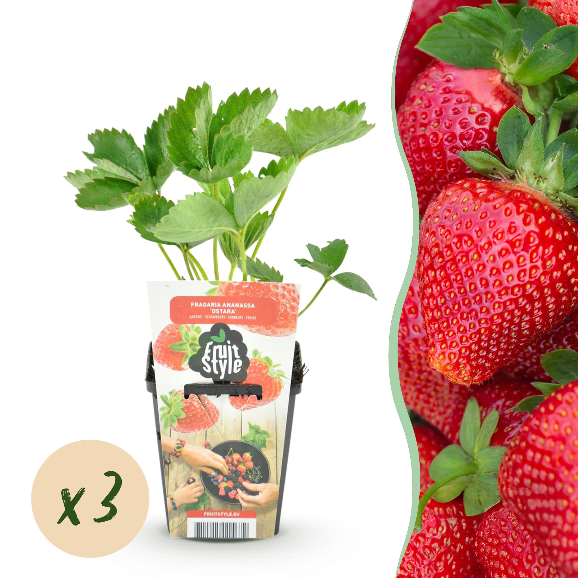 Erdbeere – Fragaria ‘Maxim’ – winterhart – rote Erdbeeren – 3 - 6 Pflanzen – 9 cm Topf - Green Guardia - Ihr Experte für Schädlinge und Pflanzen