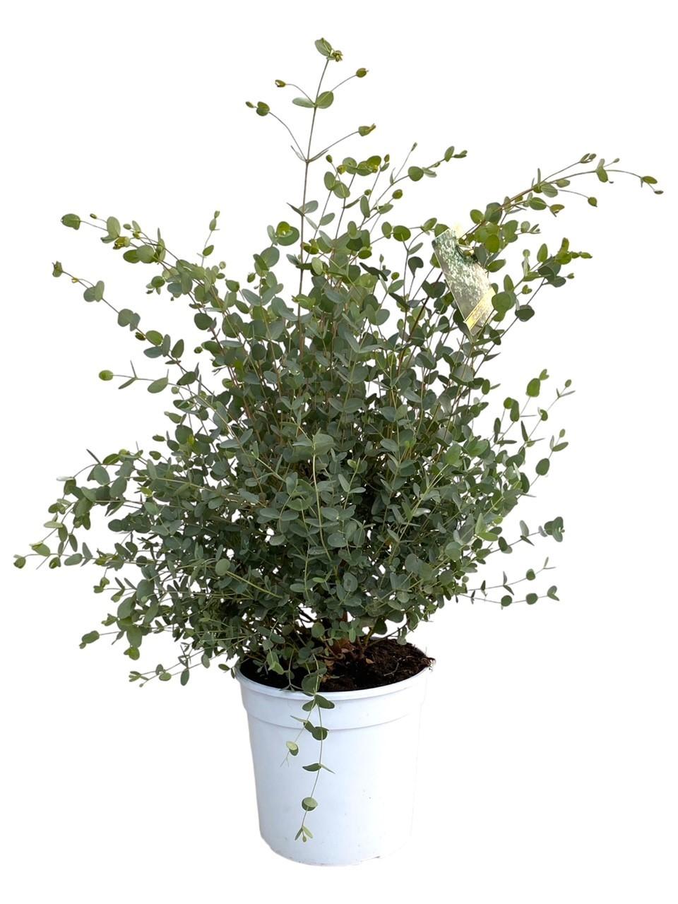 Eukalyptus Gunnii – beliebte Duftpflanze – 35–60 cm - Green Guardia - Ihr Experte für Schädlinge und Pflanzen