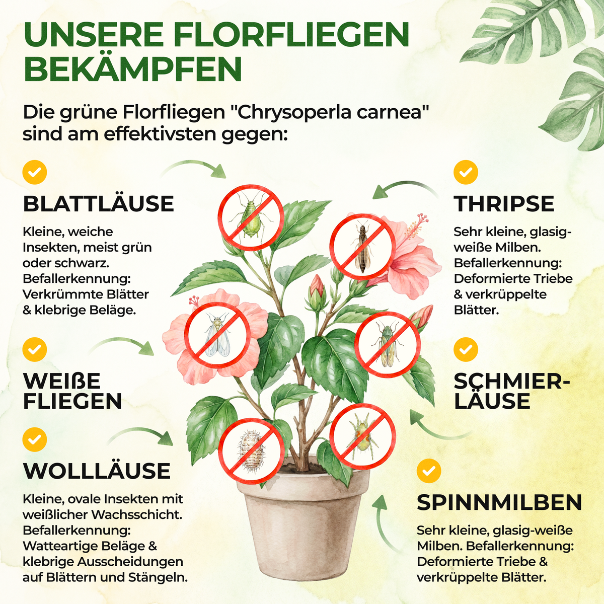 Florfliegeneier gegen Blattläuse, Thripse, Spinnmilben und Co.