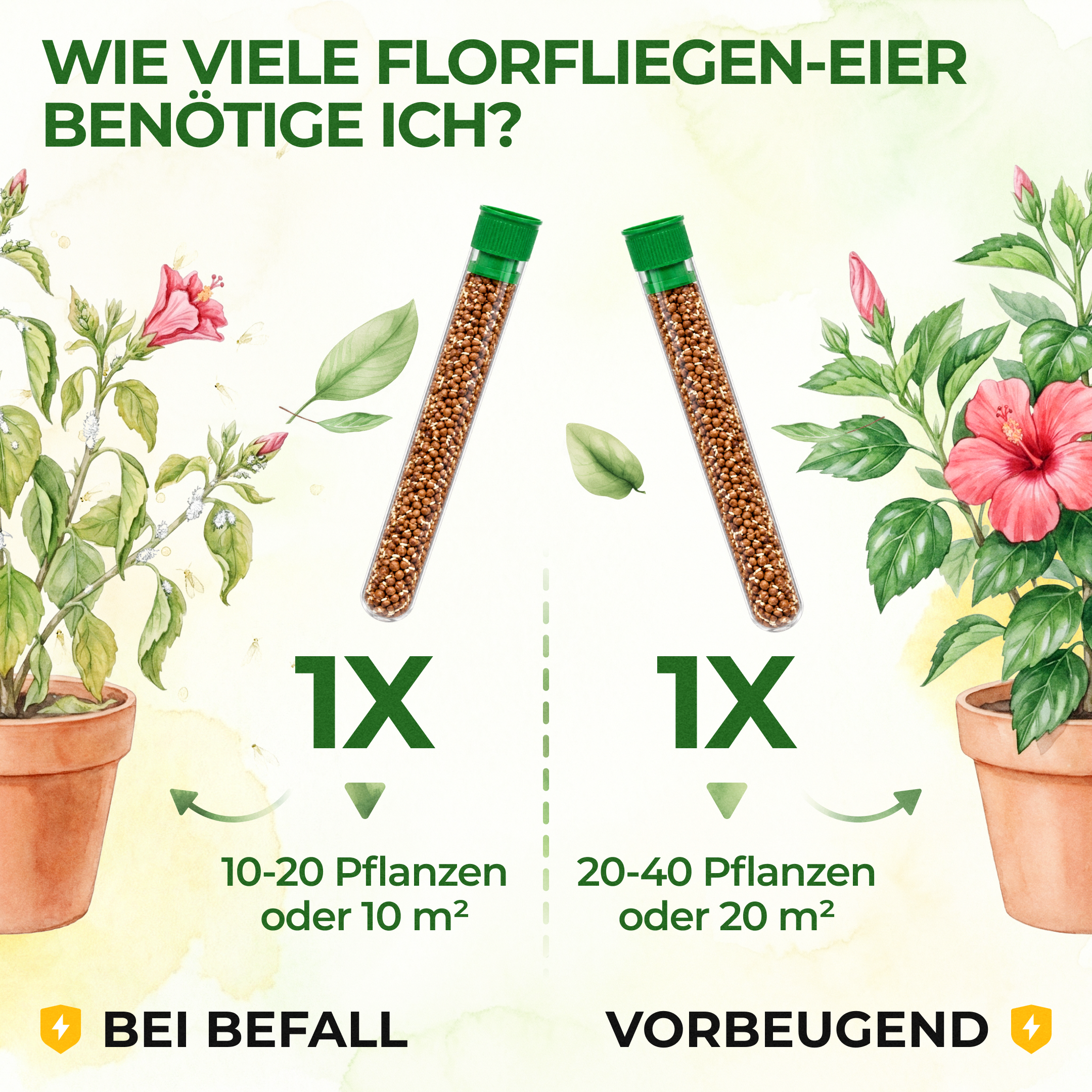 Florfliegeneier gegen Blattläuse, Thripse, Spinnmilben und Co.