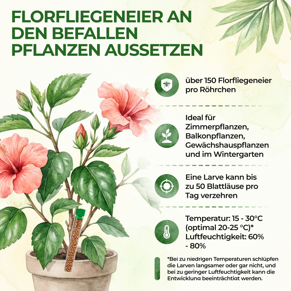 Florfliegeneier gegen Blattläuse, Thripse, Spinnmilben und Co.