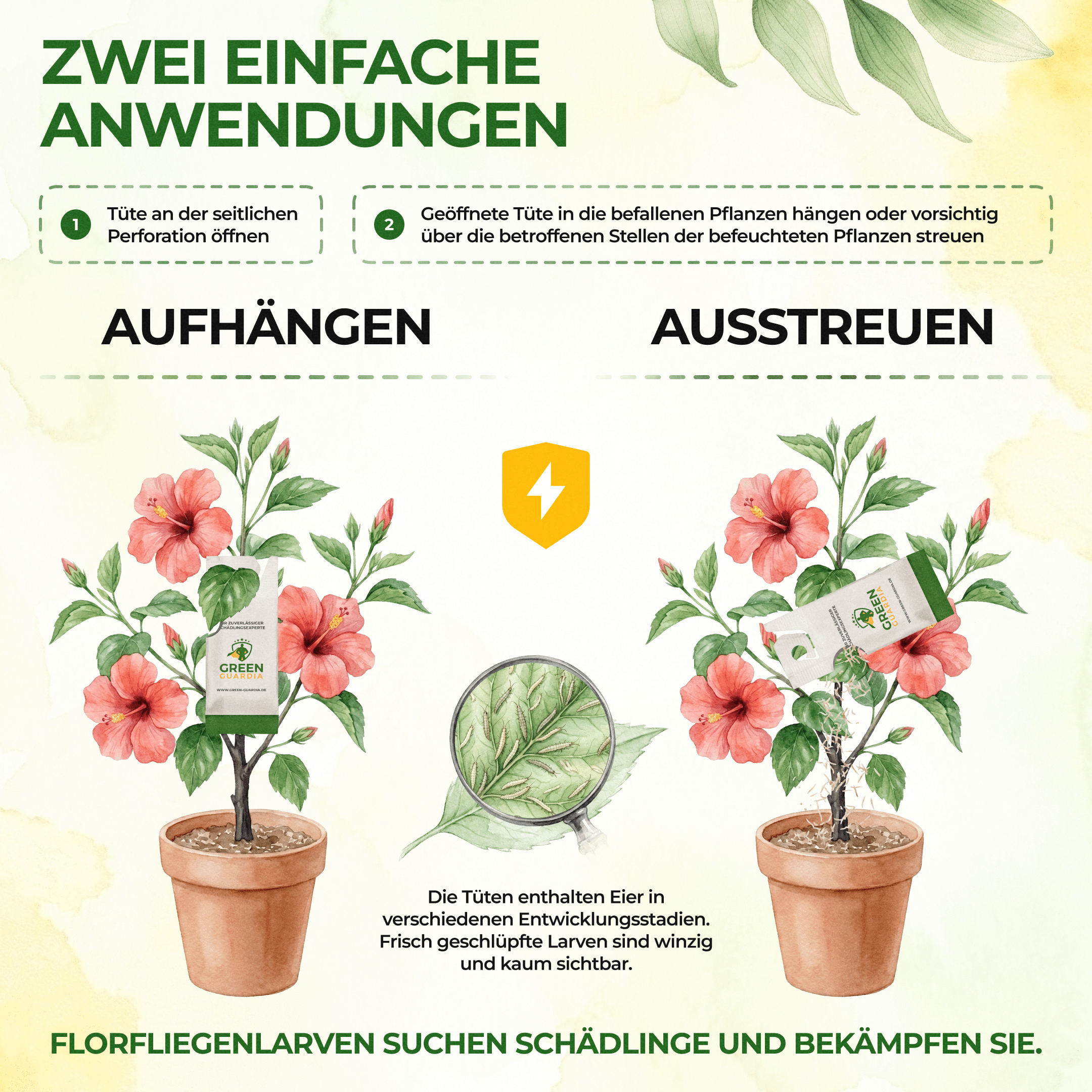 Florfliegenlarven - Eier gegen Blattläuse, Wollläuse - Green Guardia - Ihr Experte für Schädlinge und Pflanzen