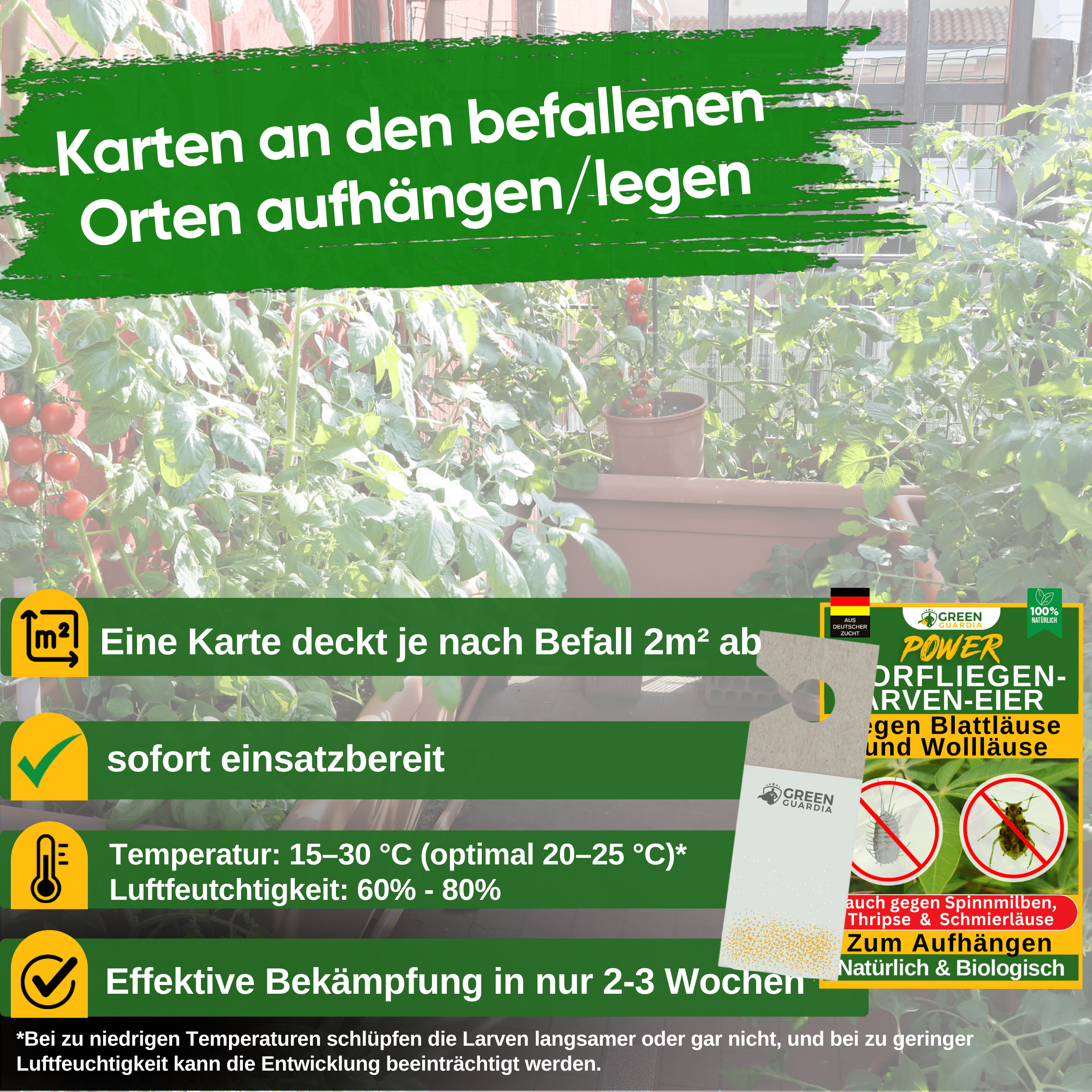 Florfliegenlarven - Eier gegen Blattläuse, Wollläuse zum Aufhängen - Green Guardia - Ihr Experte für Schädlinge und Pflanzen