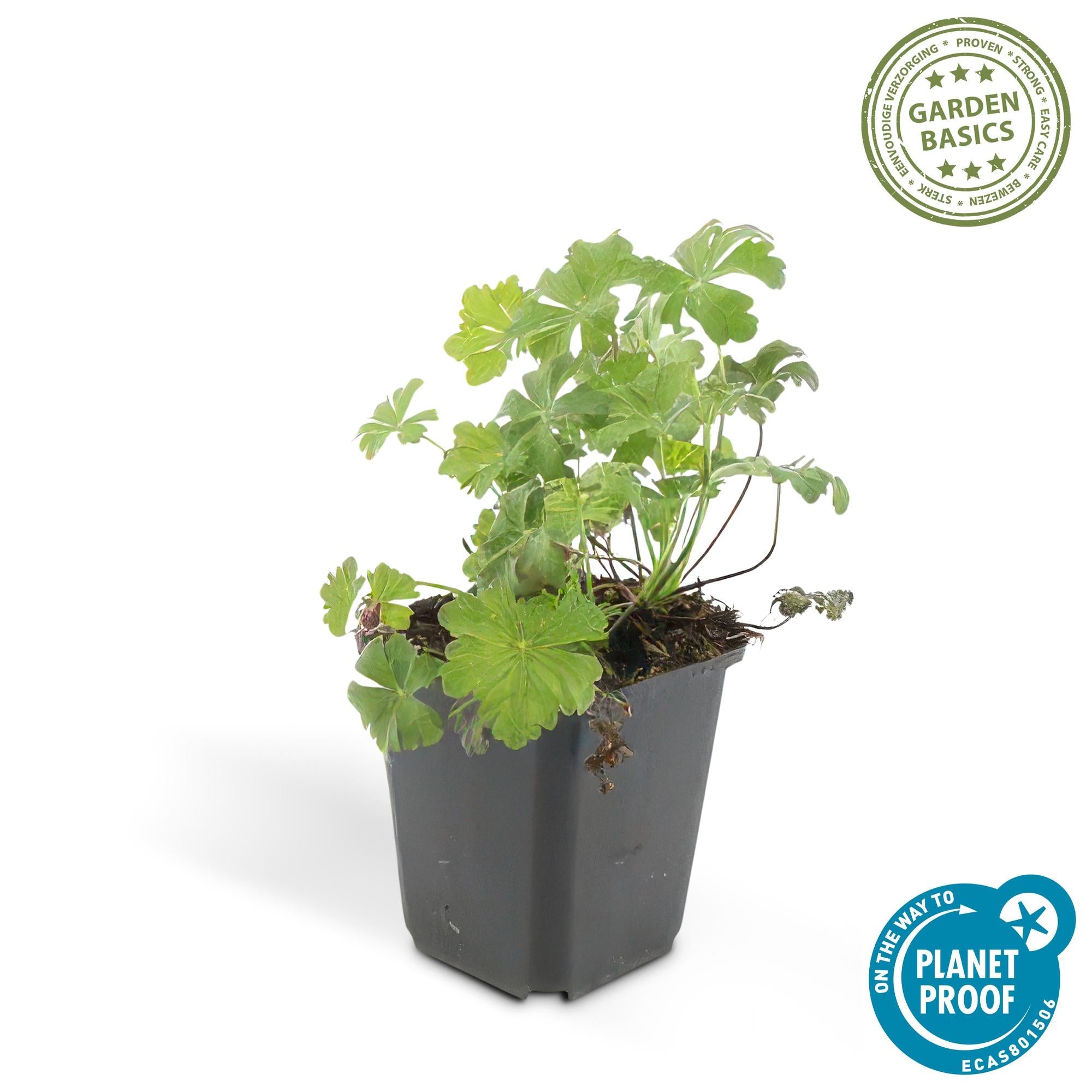 Geranium cantabrigiense ‘Biokovo’ – kompakter Storchschnabel, 9 cm Topf, 10–25 cm Höhe - Green Guardia - Ihr Experte für Schädlinge und Pflanzen